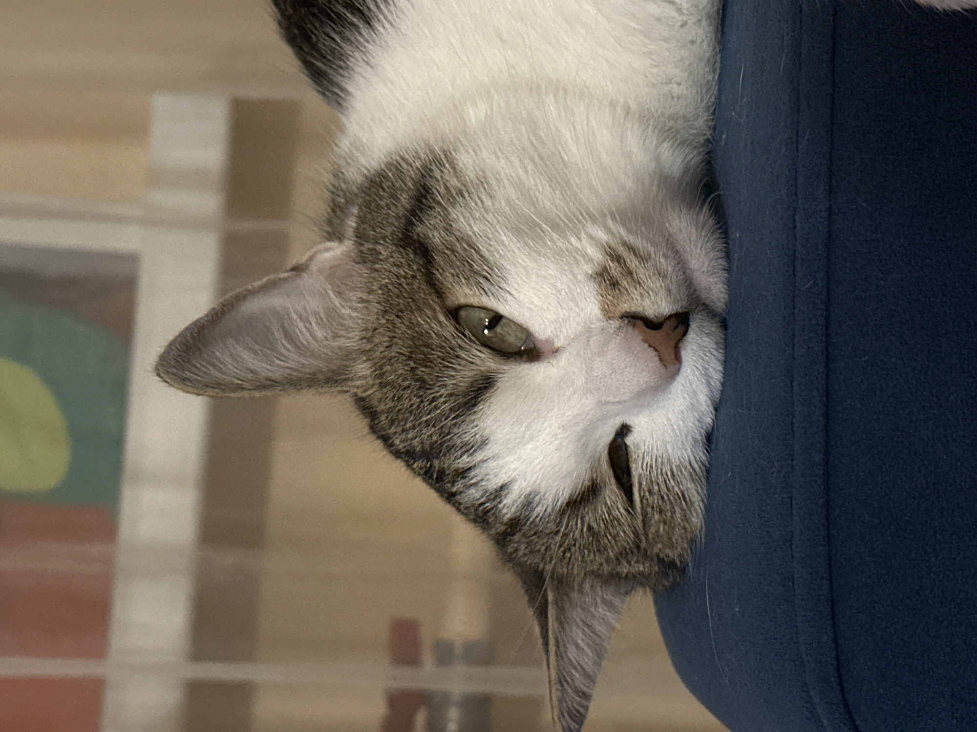 A close-up photograph depicts a cat's face pressed against a navy blue surface, likely fabric. The cat has primarily white fur with gray and brown tabby markings around its face, ears, and nose. One eye is visible, appearing to be a light green color. The background is blurry but appears to be an indoor setting with a window. The cat is upside down in relation to the standard viewing orientation. Location: Unknown; no evidence indicates this is Krasnoyarsk, Russia.