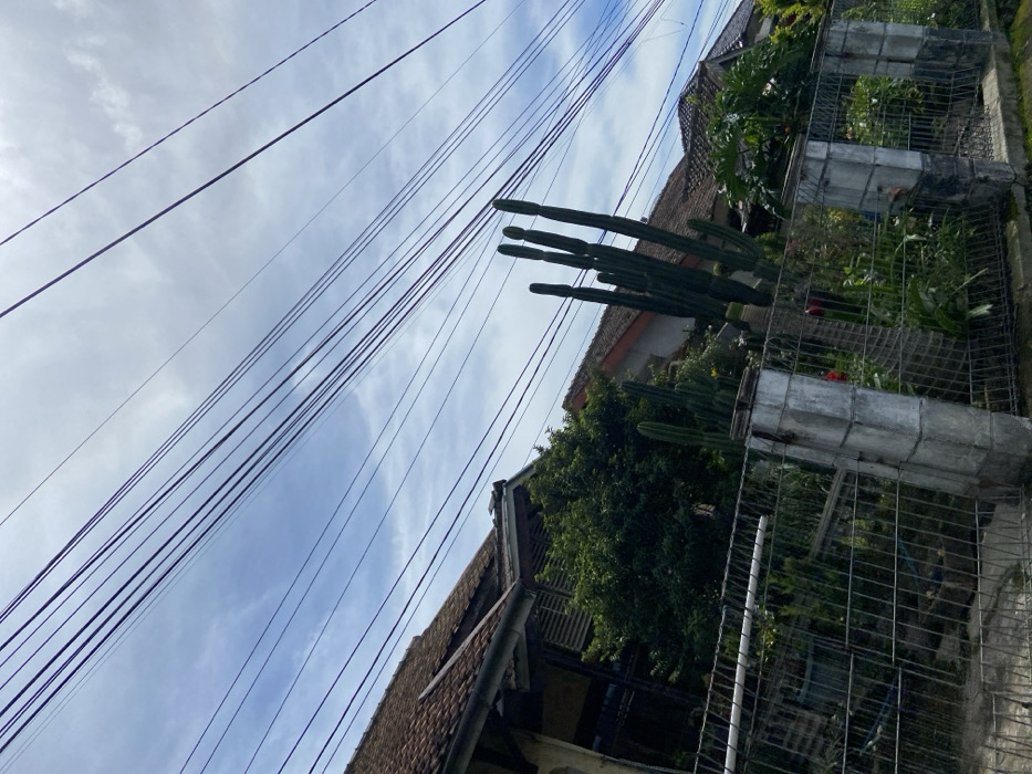The image is taken in Rancabali, Indonesia, at the coordinates -7.119 latitude and 107.434 longitude. It shows a residential area with a house in the foreground and a fence made of metal wire. There is a group of tall, green cactus plants behind the fence. The sky is a light blue with some white clouds. The image is captured from a low angle and the perspective is looking up. There are many power lines running across the sky. The image is in focus and the colours are natural.