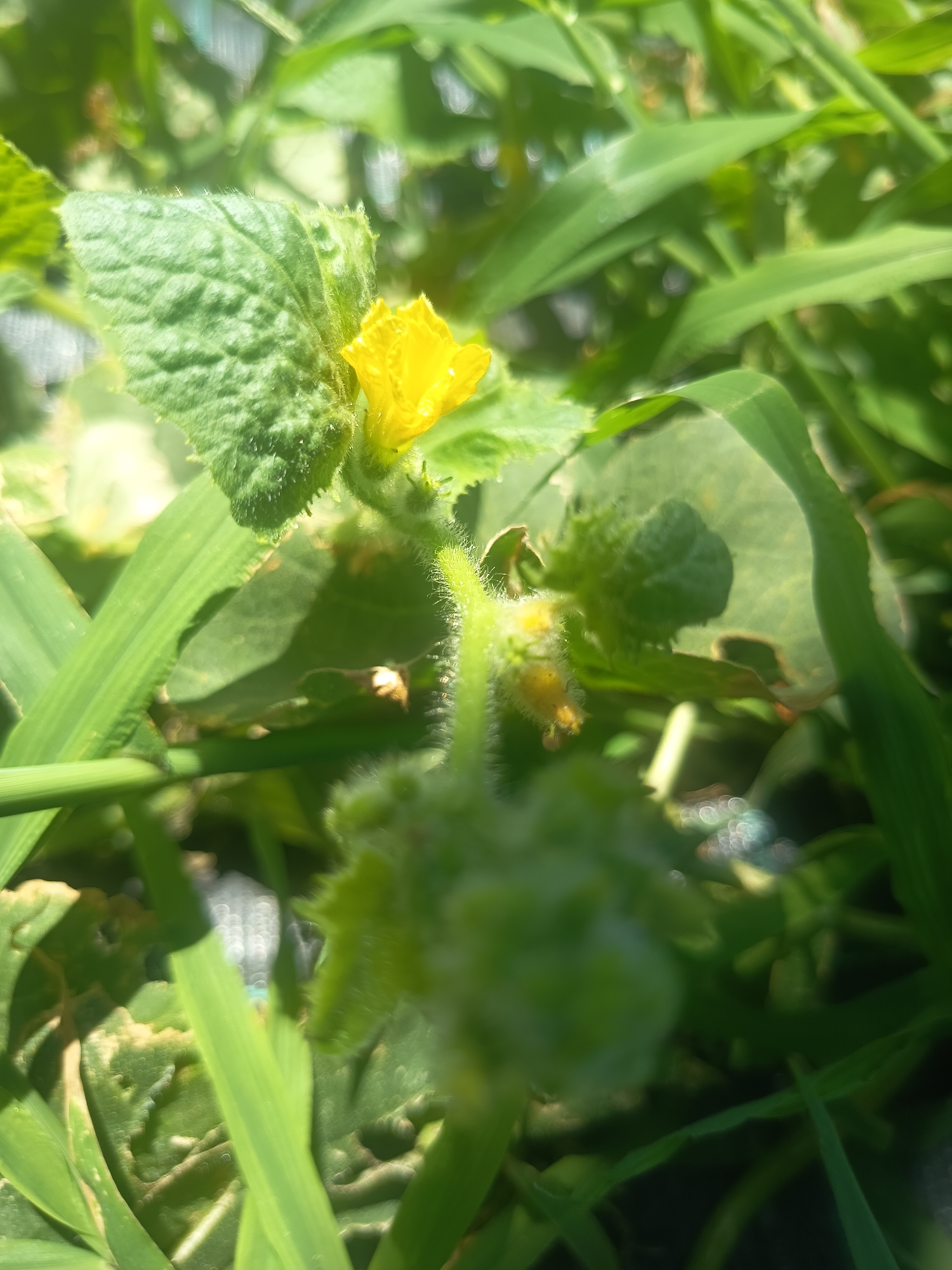This is a close-up, outdoor photograph of a cucumber plant in a garden setting in Hadzhidimitrovo, Bulgaria. The focus is on a small, developing cucumber with delicate yellow flowers and fuzzy green leaves. The plant is surrounded by lush green grass and other foliage, suggesting a sunny day. The background is softly blurred, highlighting the intricate details of the plant's growth.
