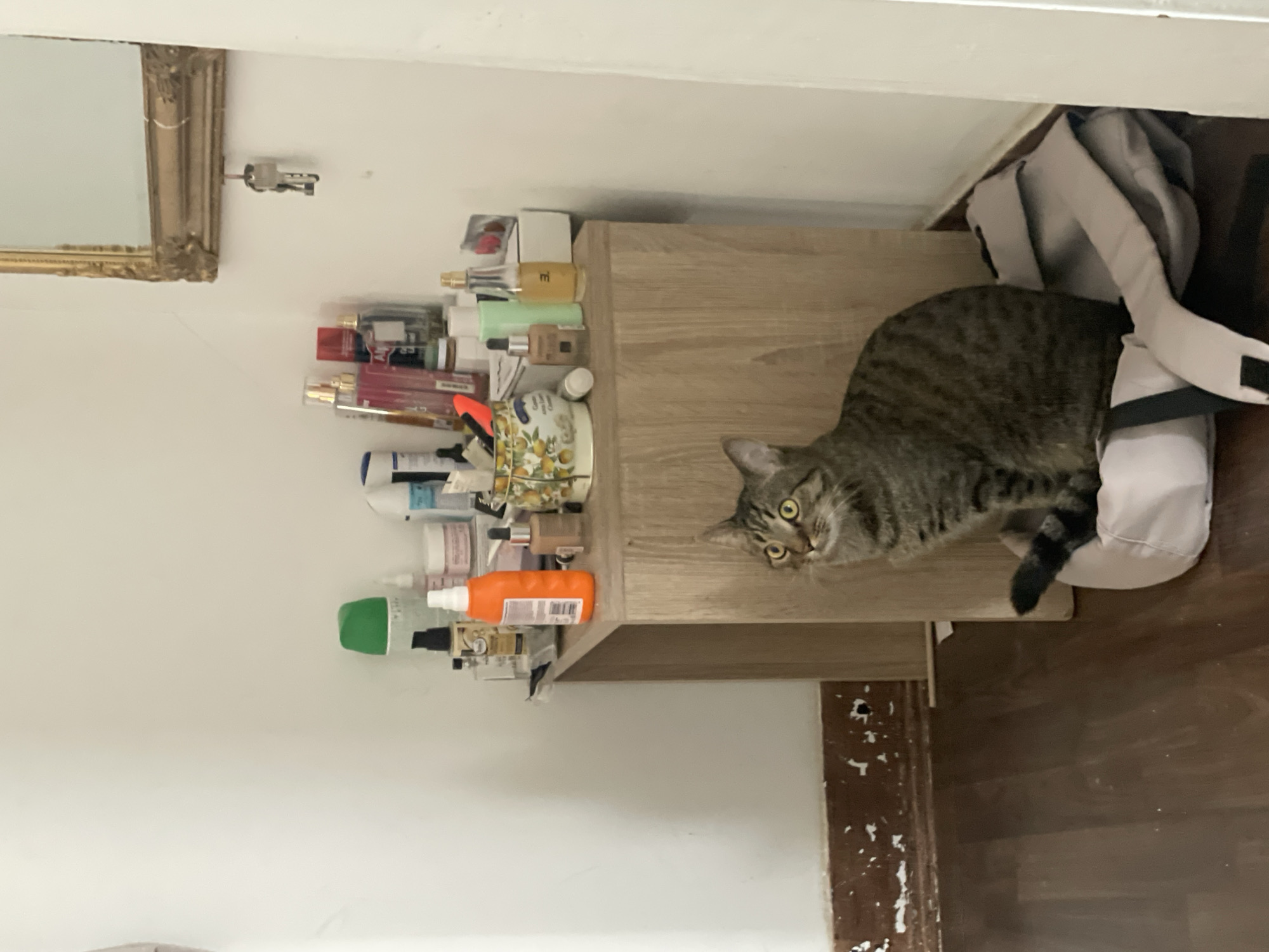 A tabby cat is sitting on a light-colored backpack on a dark wood floor. The cat is facing left and looking up. Behind the cat is a light brown wooden cabinet. On top of the cabinet, there are several cosmetic products, including bottles and jars. A gold-framed mirror hangs on the white wall above the cabinet, with a set of keys hanging from it. The floor has some debris on it. The environment appears to be indoors, possibly a dressing area or bedroom. The image does not provide any specific details about the city of Solingen, Germany.
