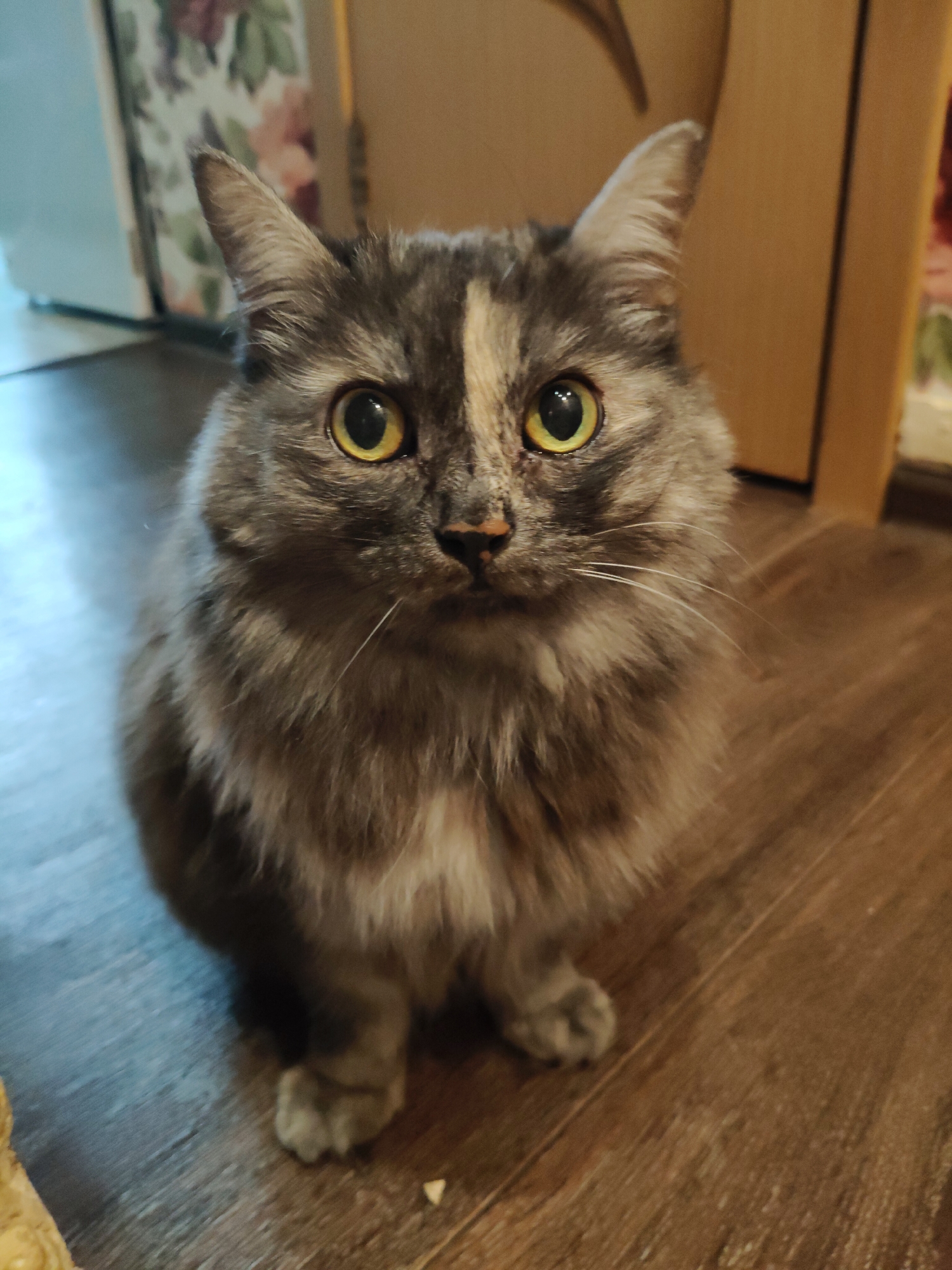 A tortoiseshell cat sits on a wooden floor, looking directly at the camera. The cat has yellow eyes and patches of grey, black, and cream fur. Its ears are pointed and its whiskers are long and white. The background is blurred but appears to be an indoor setting with furniture. The image does not provide any information about the city of Bol'shoye Kozino, Russia.