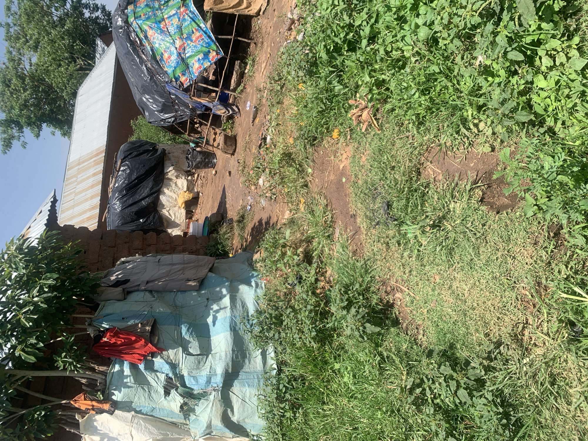 In Buga da Gindi, Nigeria, an outdoor scene unfolds. A rustic dwelling, constructed of mud brick and adorned with a corrugated metal roof, stands partially obscured by a large, torn blue and white tarp. Clothing, including a red shirt and a gray jacket, hangs from branches and a wooden structure near the house. Adjacent to the dwelling are two makeshift shelters covered with black plastic sheeting, one of which has a colorful, patterned tarp as a roof. The ground is a mixture of dirt and dry grass, with patches of lush green vegetation growing throughout. Debris, including plastic bags and bottles, is scattered across the area. The overall impression is one of a humble, rural settlement, possibly in a state of disrepair or undergoing construction.