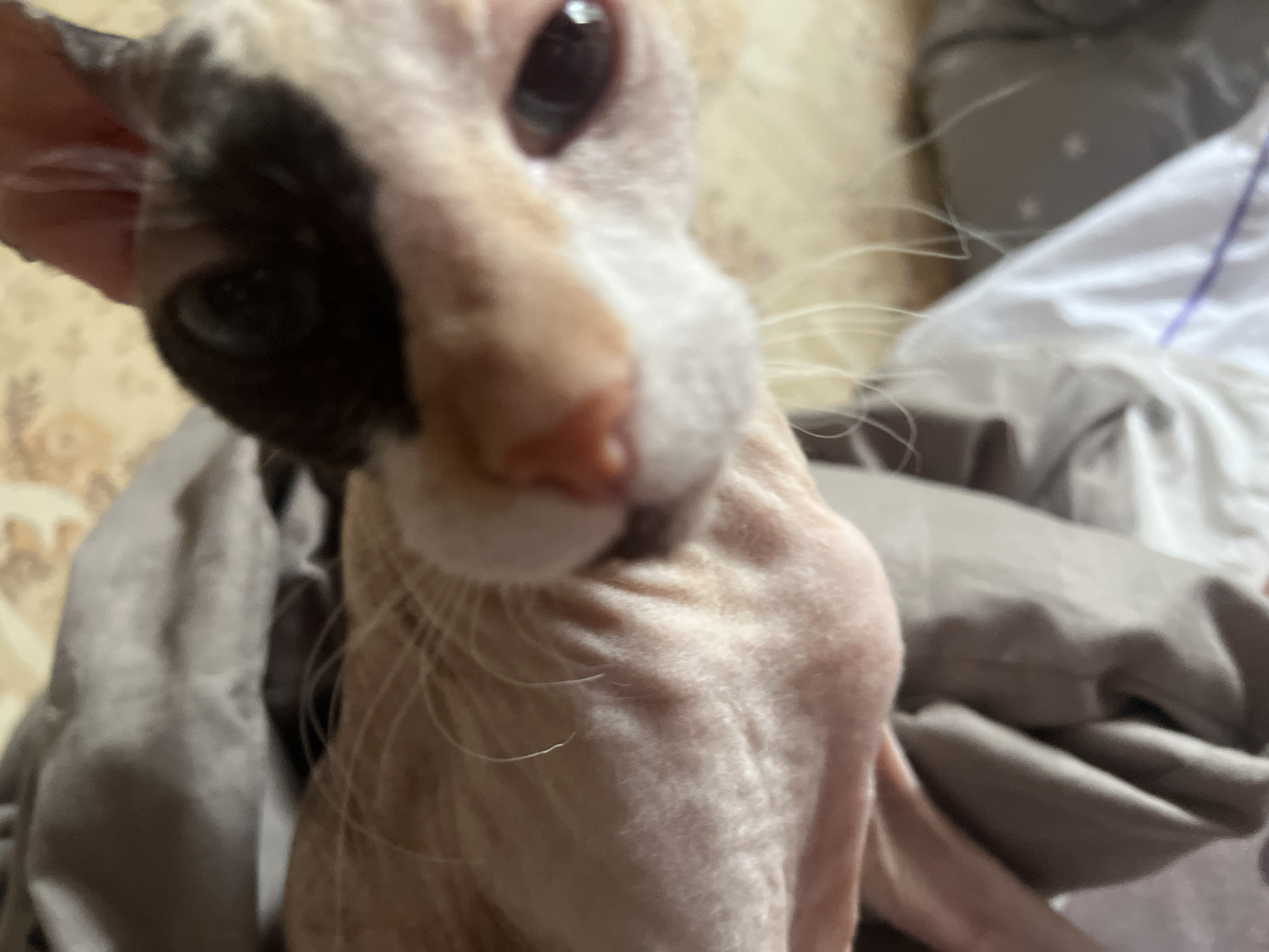 The media file is a close-up, slightly blurred photograph of a Sphynx cat. The cat has light skin with patches of dark fur on its head, specifically covering its left eye and ear area. Its eyes are large and dark, and its nose is pink. The cat's skin appears wrinkled.
The background is soft and out of focus, showing what appears to be a draped fabric, possibly a blanket or clothing, in muted gray and white tones. There is a hint of a patterned wallpaper in the upper left corner.
The cat is the sole subject of the image. No specific activity or event is depicted; the cat is simply looking towards the camera. The lighting suggests it is indoors, likely during the daytime, but there are no specific cues for time of day or weather. The location context provided is Zheleznogorsk, Russia. There is no visible text in the image. The overall impression is a candid, intimate portrait of the pet.