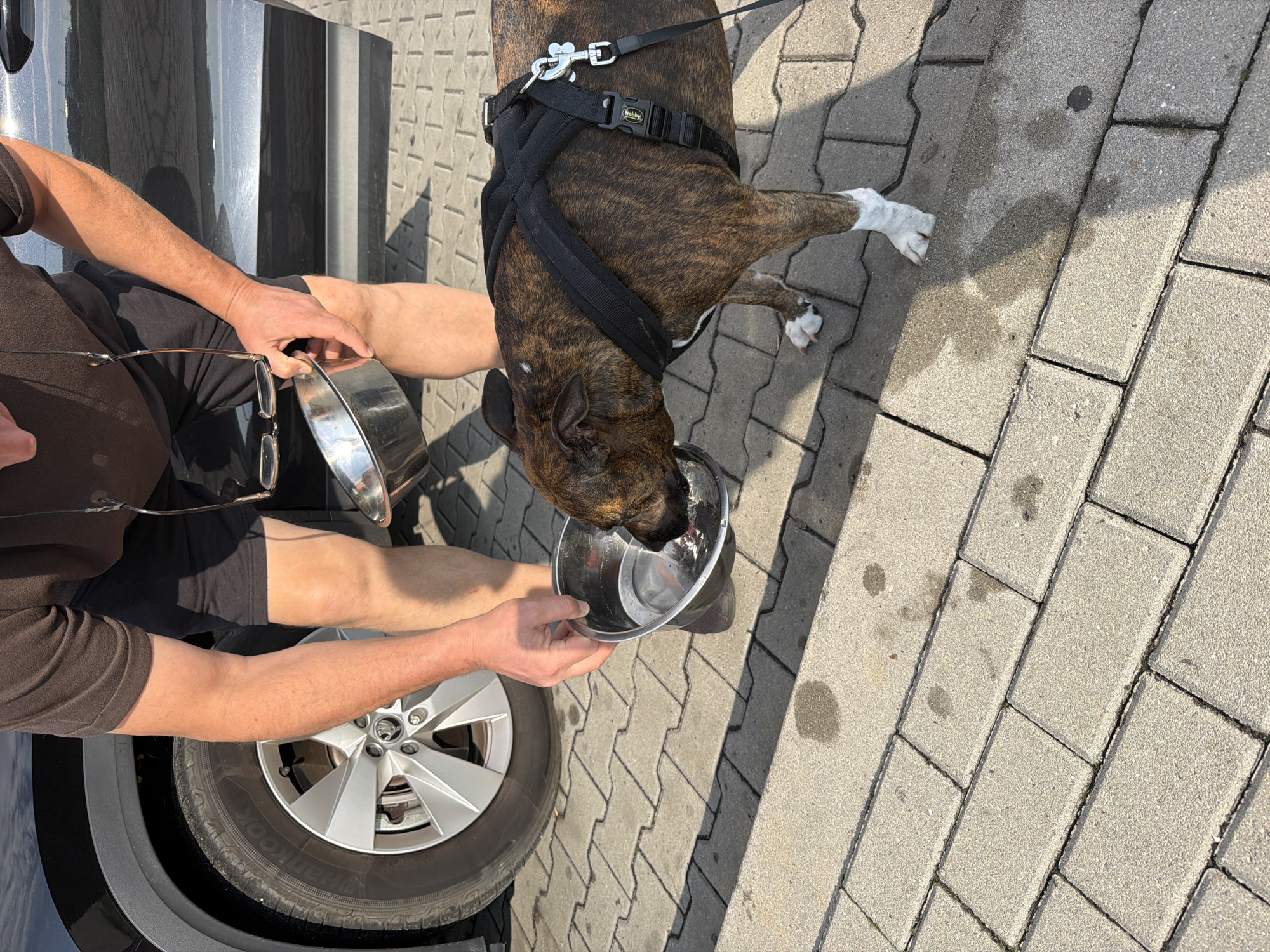 A person wearing black shorts and a dark brown t-shirt is holding a metal dog bowl filled with water, offering it to a brindle-colored dog. The dog, wearing a black harness, is drinking from the bowl. The scene takes place outdoors on a paved area with rectangular interlocking stones, likely in the city of Nowa Gorzelnia, Poland. A black car is visible in the background, with its wheel and part of the door in frame. The ground shows some wet patches, suggesting it has recently rained or been cleaned. The lighting indicates it is daytime.