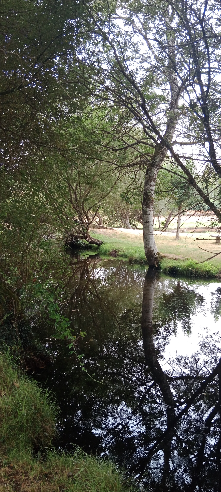 The image depicts a serene natural scene likely in or around O Corgo, Spain, featuring a body of still water reflecting the surrounding trees and sky. The foreground is dominated by lush green grass on the left bank of the water. The water itself is dark and highly reflective, showing a clear mirror image of the trees and branches that overhang it.
In the middle ground, a prominent tree with a white, textured bark stands tall. Its branches spread out, creating a canopy that casts shadows on the water. To the left of this tree, a dense collection of smaller trees and foliage lines the edge of the water, with some branches dipping into the water. In the background, the landscape appears more open with grassy areas and more trees, suggesting a park or natural preserve. The sky, visible through the gaps in the leaves, is bright, indicating daylight. There are no people or animals visible in the image. The overall impression is one of tranquility and natural beauty.