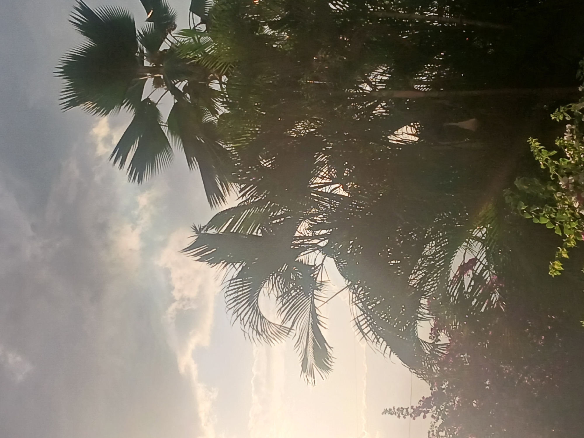 The image, taken in Ciudad Guayana, Venezuela, shows a view looking up into trees against a bright sky. The trees are a mix of fan palms and other foliage, with some flowering plants visible on the right side. The sun is shining through the trees, creating a bright, hazy effect. The sky is cloudy, with light and dark areas visible.