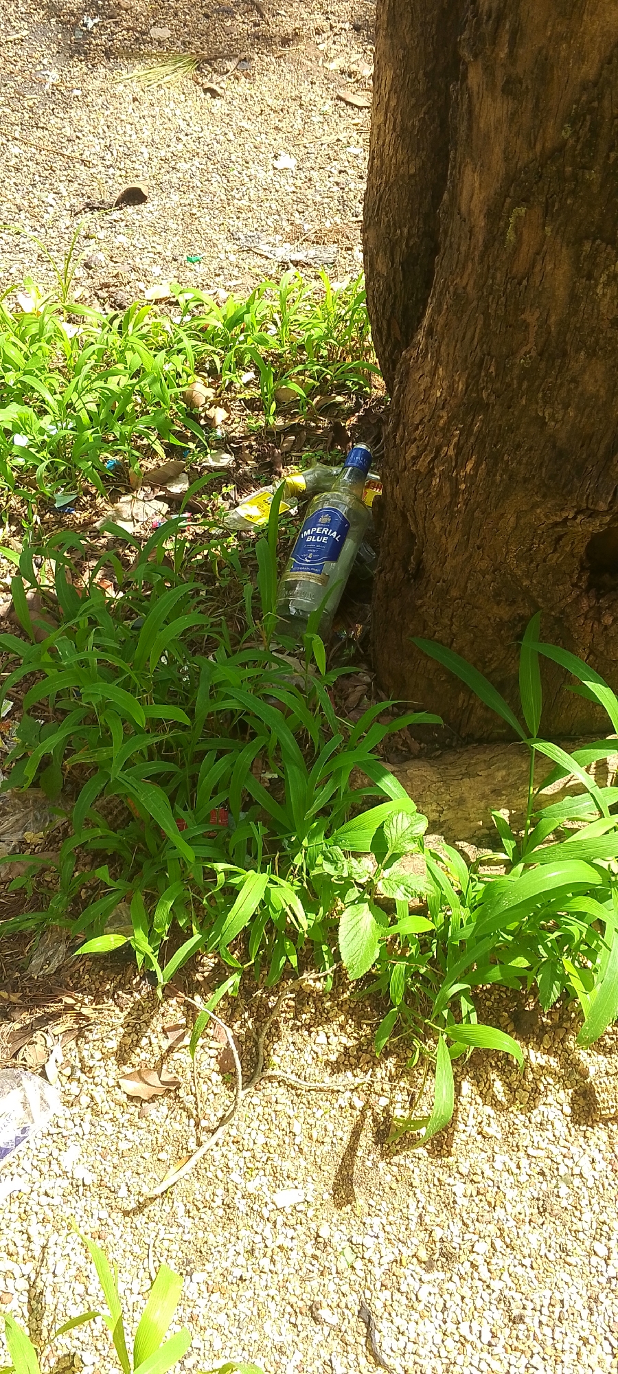 An outdoor scene shows a discarded glass bottle of Imperial Blue liquor leaning against a large tree trunk. The bottle is partially filled with liquid. Green grass and dry leaves are scattered on the gravelly ground surrounding the tree. The scene appears to be in a park or natural area.