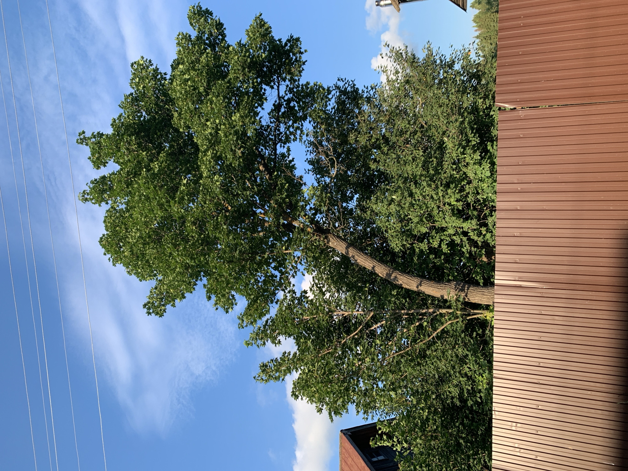 The image depicts a tree with lush green leaves towering over a brown metal fence. The sky is a vibrant blue with scattered white clouds. Power lines are visible stretched across the upper portion of the frame. A portion of a building with a red roof can be seen on the left side of the image, and another building's structure is partially visible on the right. The scene appears to be in a residential area, likely in the city of Panteleevka, Russia, given the context. No people are present in the image.