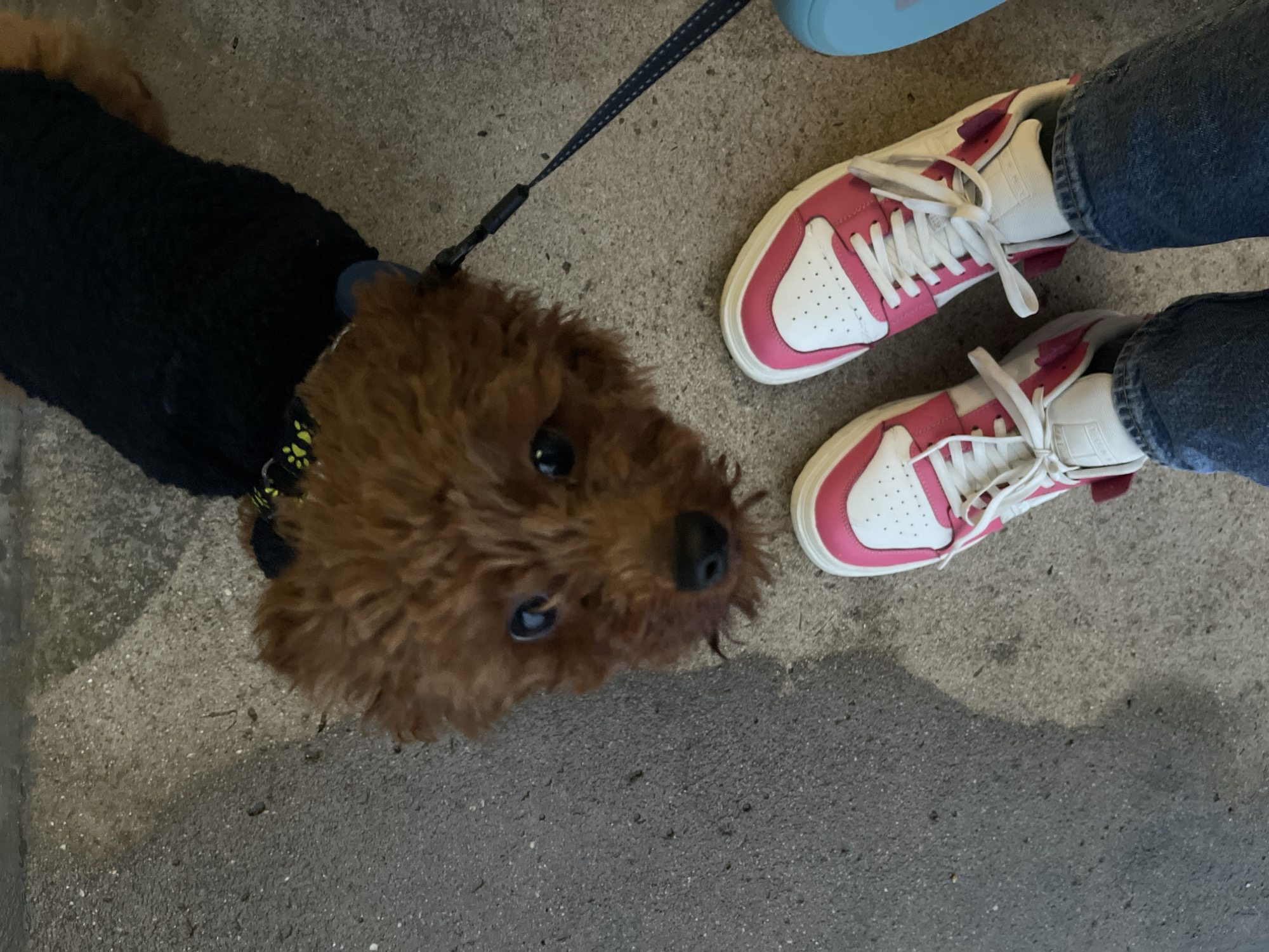 A brown poodle wearing a black sweater and a green and yellow collar is on a leash and looking up at the camera. To the right of the dog are a person's feet clad in white sneakers with pink accents and blue jeans. The scene is set on gray concrete, suggesting an urban environment. Without additional information or identifiable landmarks, it is impossible to determine if the location is Sofia, Bulgaria.