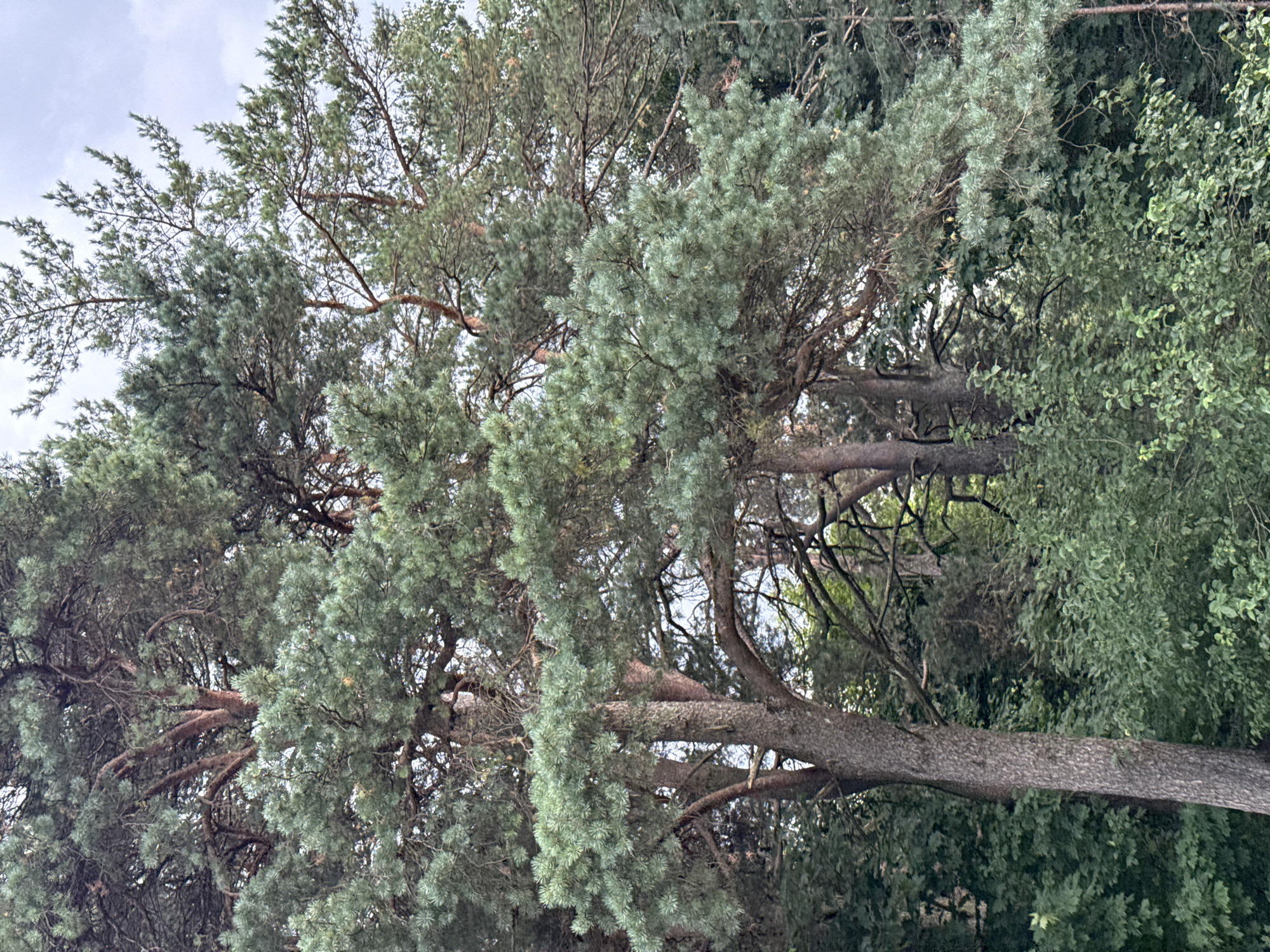 The image captures a dense canopy of pine trees with their distinctive needle-like foliage in varying shades of green. The trunks of the trees are visible, with rough bark texture and some appearing reddish-brown. The background shows glimpses of a slightly overcast sky and more foliage, suggesting a natural or park-like environment. The lighting indicates it is daytime, possibly late afternoon given the diffused light. There are no people or observable actions in the image. The scene is devoid of any urban structures or clear indicators of a specific location within Tallinn, Estonia, beyond it being a wooded area.