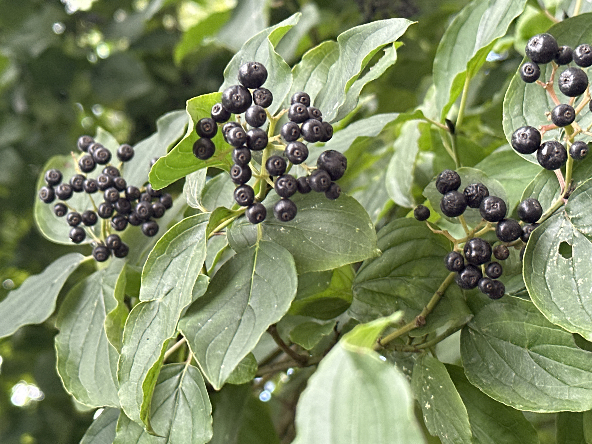 In the city of Sochi, Russia, a close-up photograph captures a cluster of dark, glossy berries growing on a branch amidst lush green leaves. The berries, appearing to be ripe, are spherical with a slightly indented top, and are densely packed together on thin stems. The leaves are broad and ovate with visible veins, their surfaces showing slight texture and some speckling. The background is blurred, suggesting a natural environment with dappled sunlight filtering through foliage. There are no people or animals visible in the image.