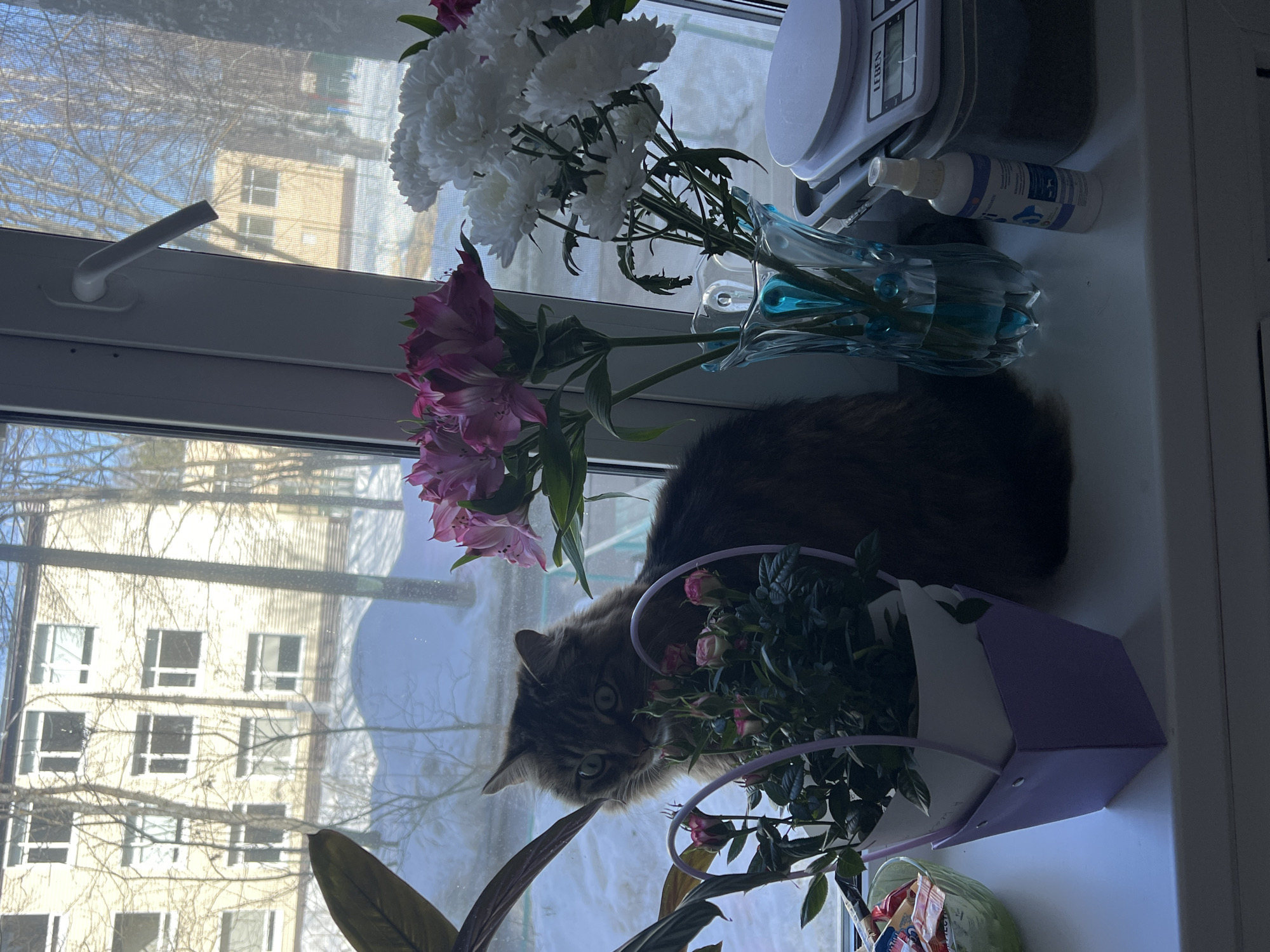 The scene depicts an interior view from a window in Chaikovsky, Russia, overlooking a snowy outdoor environment. A broad white windowsill occupies the foreground, extending across the frame.
On the left side of the windowsill, a green glass bowl contains an assortment of individually wrapped candies. Adjacent to it is a small potted plant displaying pink rosebuds, held within a purple, trapezoidal decorative pot with a handle. Behind these roses, a long-haired, brown and grey tabby cat with green-yellow eyes is positioned, looking directly forward. To the right of the cat, a faceted, clear glass vase with a teal base holds several pink alstroemeria flowers. Next to this, a bouquet of white chrysanthemums stands in another vase. Further right, a white digital kitchen scale, branded "LEBEN," rests on a dark grey rectangular container. A white spray bottle with blue and purple labeling is positioned upright beside the scale.
The window frame is white PVC, with a white handle on the right panel. A fine mesh screen is visible through the right windowpane. Outside, the ground is covered in snow, and numerous bare deciduous trees are visible. Across from the window, a multi-story, light-colored building with multiple rectangular windows is present. Another light-colored building is partially visible in the distant background. The sky is clear and blue, and sunlight illuminates the scene, casting shadows. No individuals are present in the image.