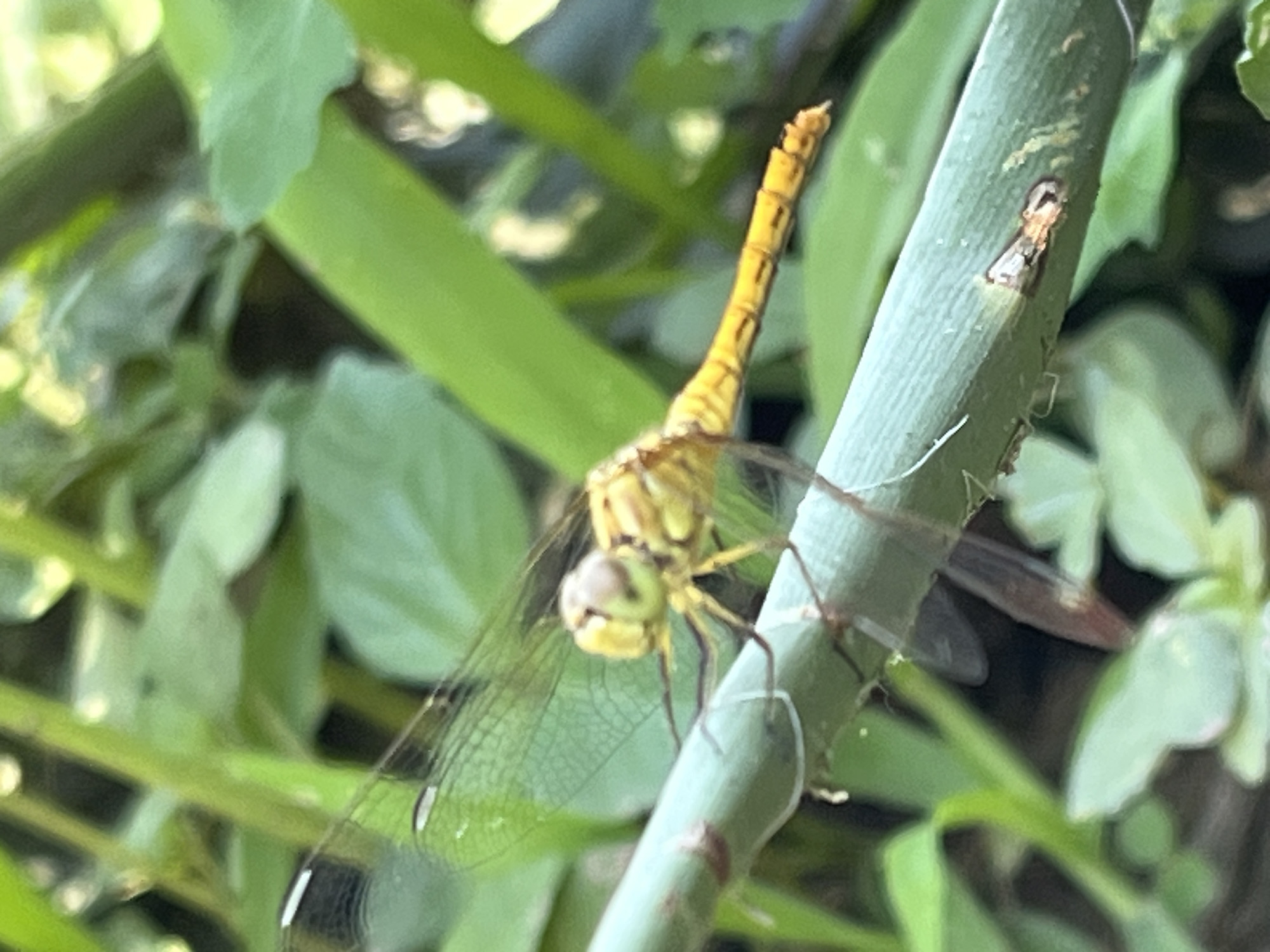 A yellow dragonfly is perched on a green stem, its transparent wings spread. The dragonfly has a segmented abdomen with darker bands. The background is a blur of green foliage. The scene is set in Krasnyye Barrikady, Russia.