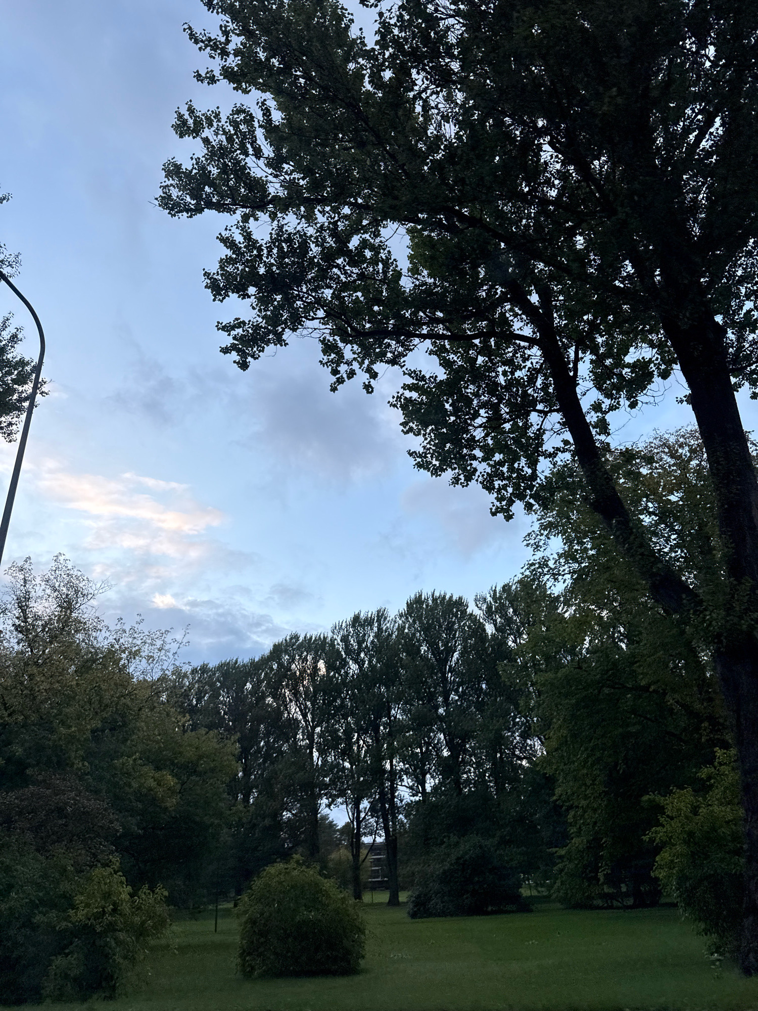 The image captures a park-like setting in Tallinn, Estonia, at dusk. Tall trees with dark green foliage dominate the foreground and middle ground, their branches reaching towards a pale blue sky dotted with wispy clouds. A streetlight pole is visible on the left side of the frame, partially obscured by trees. The ground is covered in grass, appearing dark due to the low light conditions. The overall atmosphere is serene and natural, with no people or discernible human activity. The scene appears to be an outdoor public space, likely a park or a wooded area within the city.