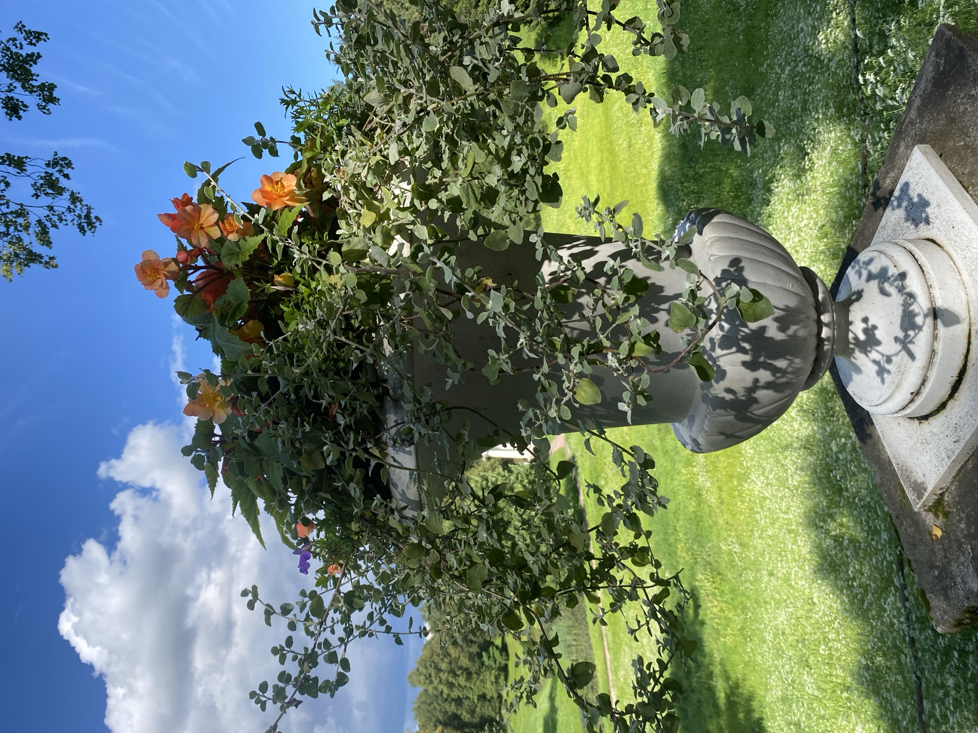 A grey, ornate stone planter overflows with vibrant orange and red begonias and trailing green foliage. The planter sits on a stone pedestal, casting a shadow on the bright green, sun-dappled lawn. In the background, trees form a lush backdrop against a clear blue sky dotted with white clouds. This scene is likely in Pavlovsk, Russia, a city known for its beautiful parks and gardens, suggesting this could be part of the Pavlovsk Park ensemble, a renowned imperial park.