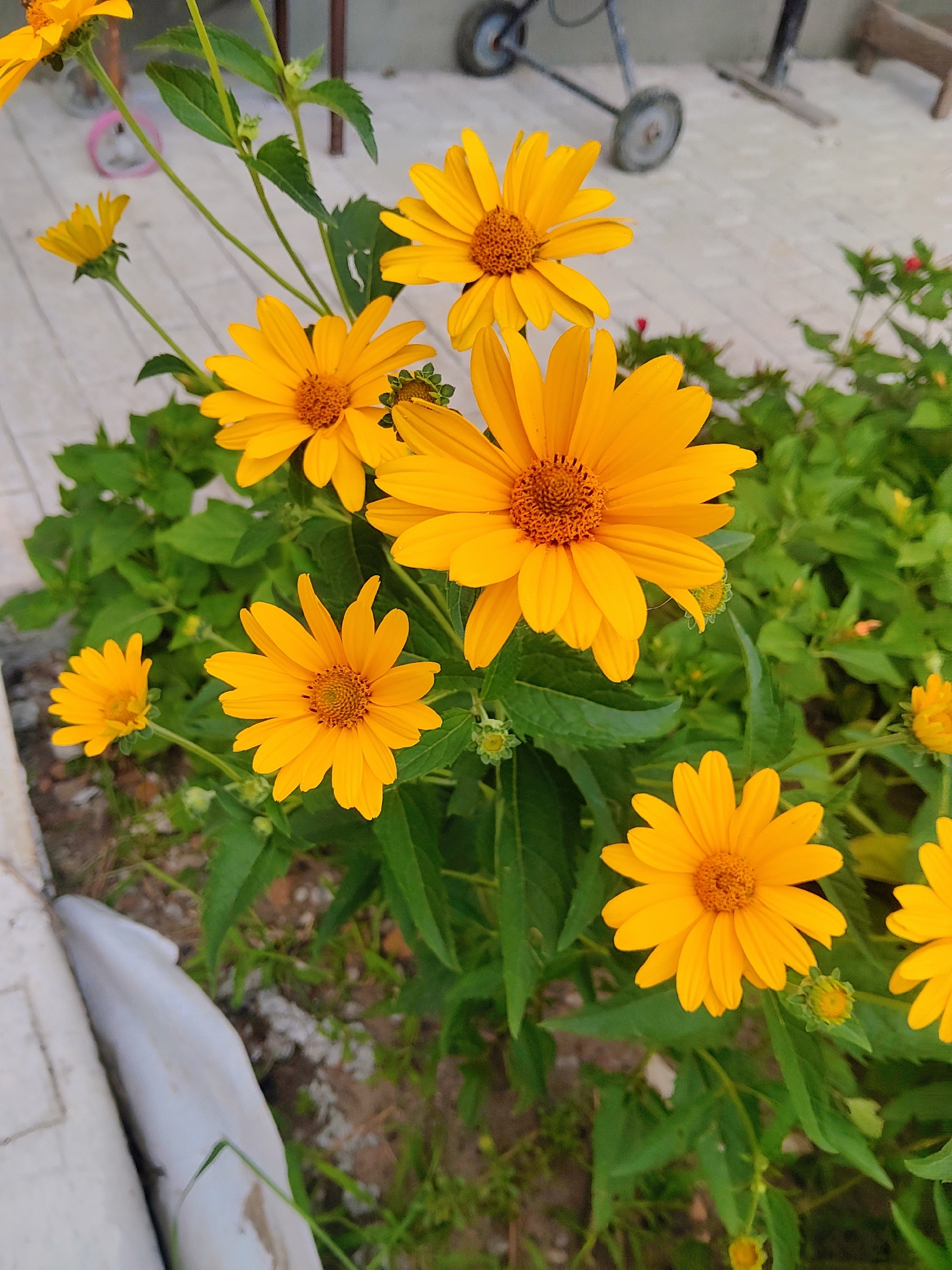 This image displays a cluster of bright yellow flowers, possibly sunflowers or a similar species, in bloom. The flowers are arranged in the foreground, with their vibrant petals and textured centers clearly visible. Lush green foliage forms a backdrop to the blossoms. In the blurred background, there is a light-colored paved surface with some industrial equipment. The scene appears to be outdoors in a garden or yard setting. There is no indication of the city of Kharkiv, Ukraine in the image.
