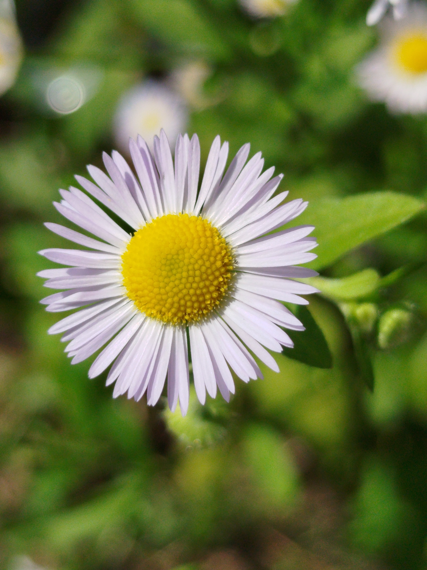 A close-up, vertical shot focuses on a single white daisy with a yellow center. The daisy's petals are delicate and point outwards, with subtle lilac hues towards their tips. The background is a soft blur of green foliage and some out-of-focus white flowers, suggesting a natural setting. The lighting appears to be natural sunlight, creating soft shadows and highlighting the textures of the flower.