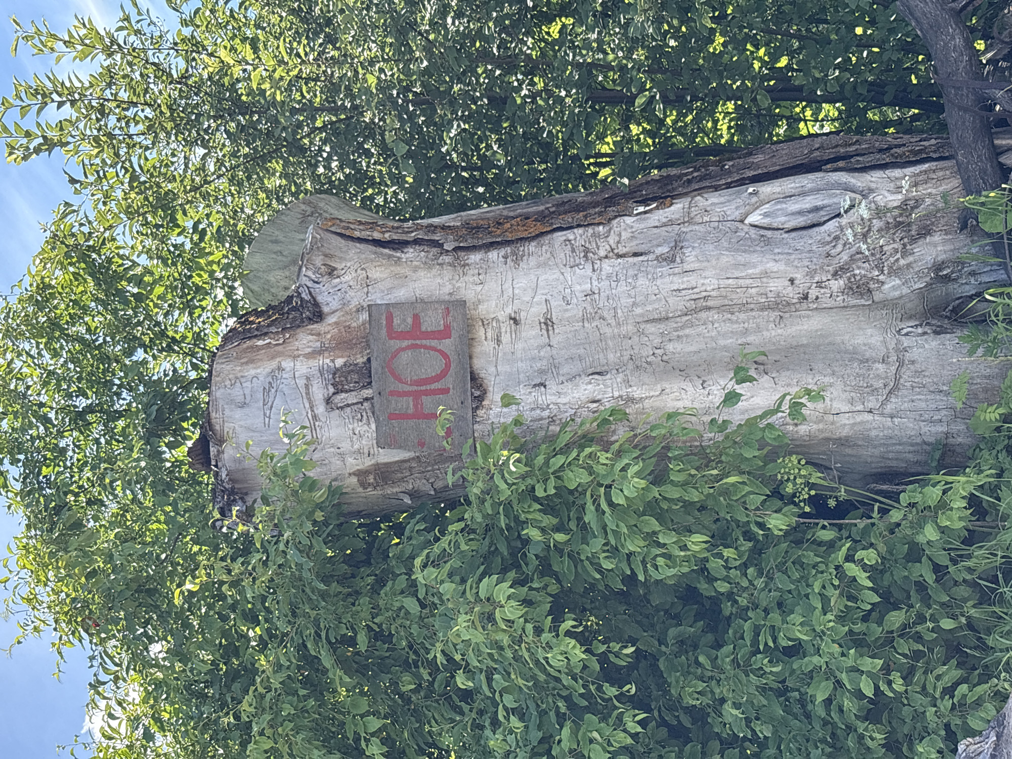 The image depicts a large, weathered tree stump with the word "HOF" painted in red on a wooden sign attached to its trunk. The stump is old and appears to have been hollowed out, with a large oval-shaped opening visible on its side. The trunk is textured with lines and cracks, suggesting age and exposure to the elements. The stump is situated amidst lush green foliage, with trees and bushes forming a dense backdrop. In the upper portion of the image, a bright blue sky with wispy clouds is visible. A small, rustic wooden fence is partially visible at the bottom of the frame. The overall impression is one of a natural, possibly rustic or rural setting. There are no people or animals visible in the image, and no clear indication of the specific location within Дресвяново, Russia.