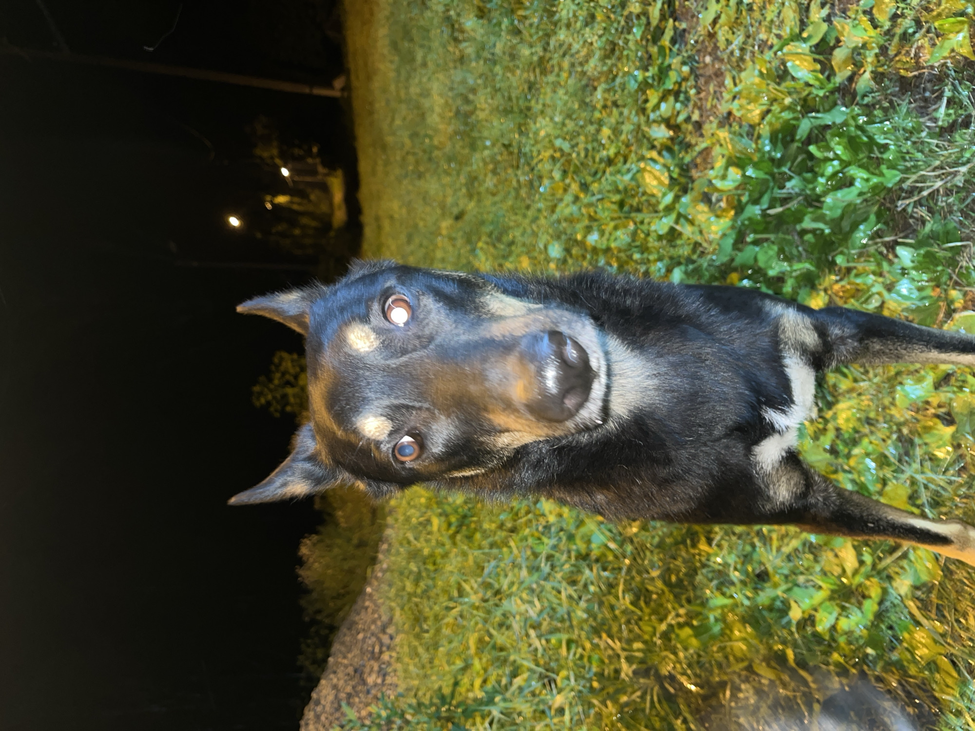The image shows a medium-sized dog with black and tan fur standing in a grassy area at night. The dog is facing the camera and its eyes are reflecting light. The background is dark with some artificial lights visible in the distance, suggesting an urban or suburban environment. There is a pile of gravel to the left of the dog, and the grass appears to be wet. No specific landmarks or details that would indicate the location as Nizhny Tagil, Russia, are visible in the image. The scene depicts a stationary dog outdoors in low-light conditions.