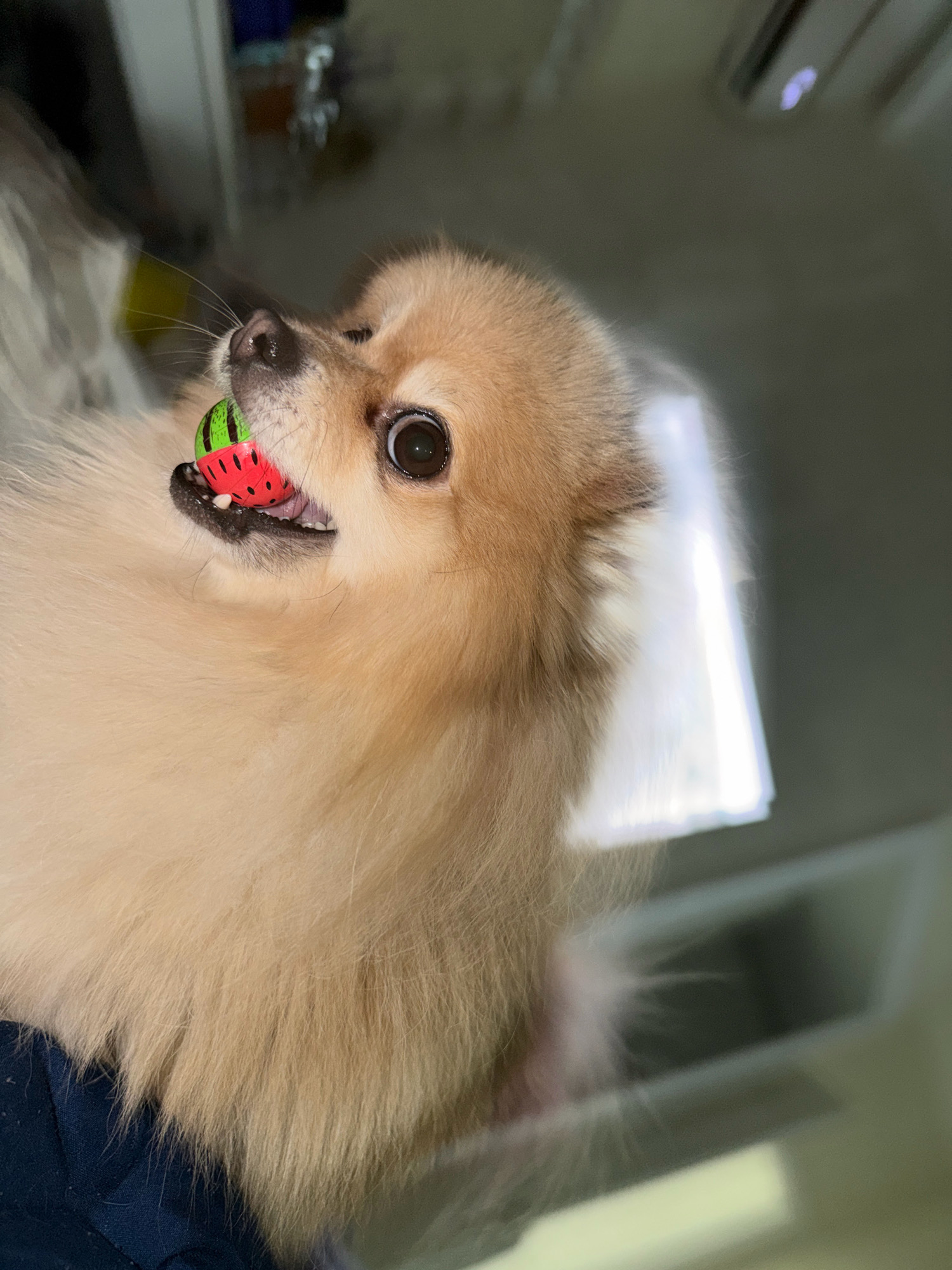 The image shows a close-up, low-angle shot of a light-brown Pomeranian dog holding a small, red and green watermelon-shaped toy in its mouth. The dog's eyes are looking upwards and to the right. Its fur is fluffy and appears to be well-groomed. The background is blurred, showing indistinct shapes and lighting that suggest an indoor environment. There are no recognizable landmarks or contextual clues to place the image in Tbilisi, Georgia. The focus is solely on the dog and its toy.