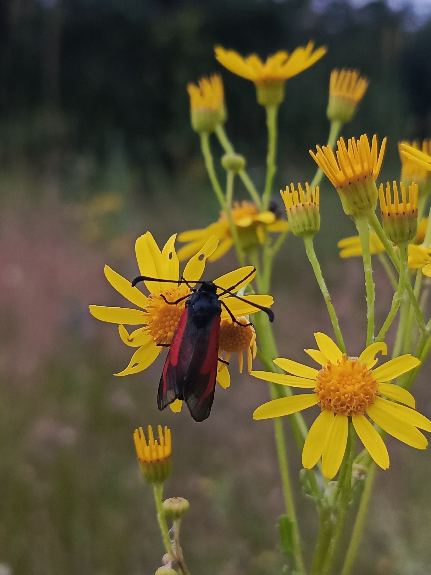 In Kauchuk Stantsiya, Russia, a close-up, eye-level shot captures a vibrant scene dominated by yellow wildflowers. A black and red moth with prominent antennae rests on the petals of a yellow flower in the foreground, its wings partially spread. Several other yellow flowers, some in full bloom and others in bud, are visible throughout the frame, with slender green stems supporting them. The background is softly blurred, suggesting a natural, outdoor setting with muted green foliage and a hint of a darker, out-of-focus area that could be trees or bushes. The lighting appears natural, possibly overcast or in the soft light of early morning or late afternoon.