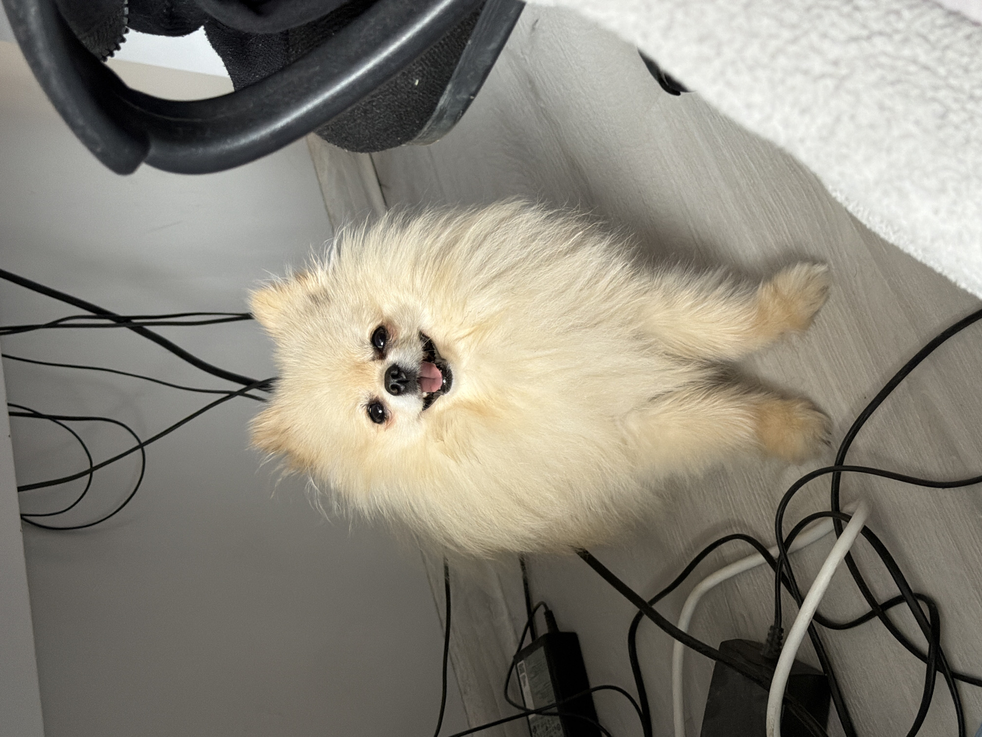 A cream-colored Pomeranian dog lies on a light grey floor next to a black office chair and a tangle of black and white computer cables. The scene is indoors and could possibly be located in an office or home setting. The dog is looking up and has its tongue slightly visible.