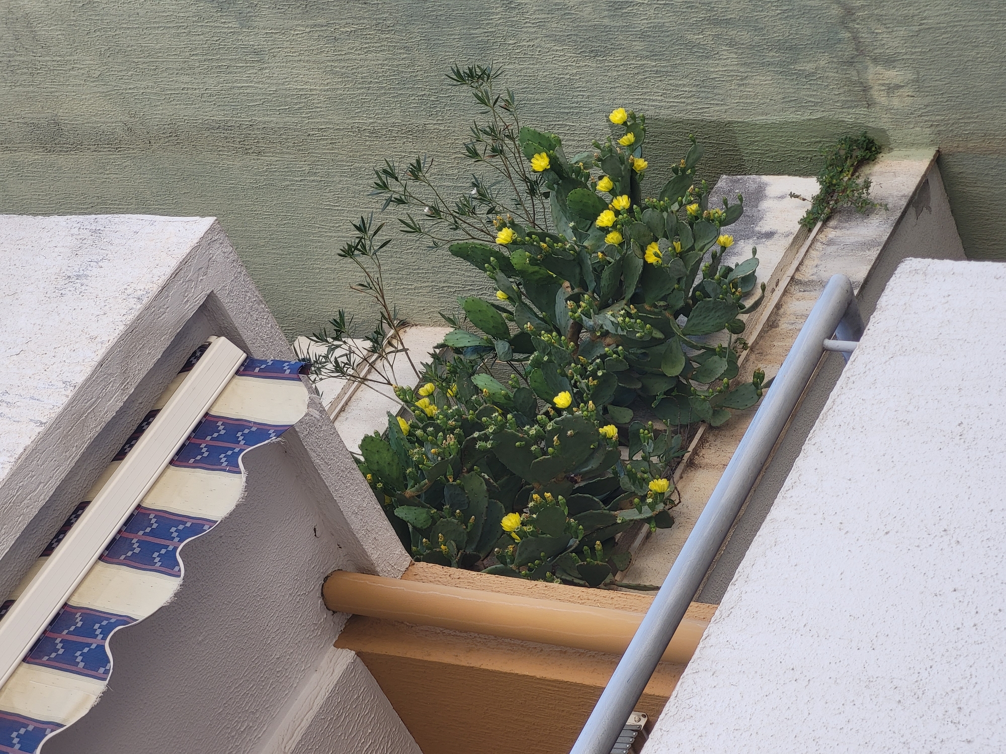 A prickly pear cactus with yellow flowers is growing on a balcony in Budva, Montenegro. The cactus is large and appears to be thriving. It is surrounded by buildings, one of which is a light green color. The balcony has a white railing and an awning with blue and white stripes. The overall scene suggests a warm climate and a somewhat overgrown, naturalistic aesthetic.