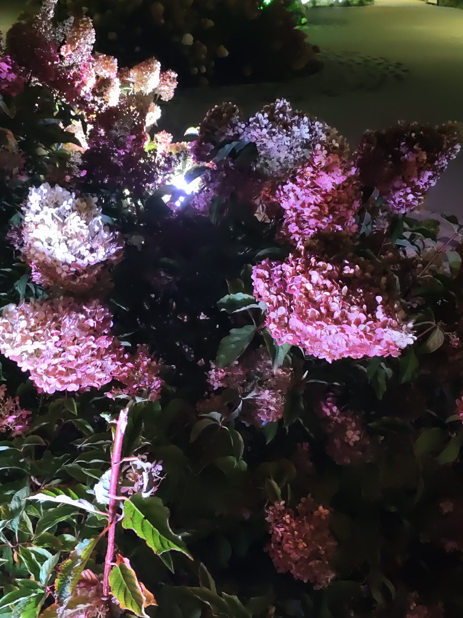 The image shows a close-up of a bush with clusters of pink and white flowers, likely hydrangeas, illuminated by artificial light. The background is dark, suggesting it is nighttime. The flowers are dense and textured, with individual florets visible. Some of the flowers are a light pink to white color, while others are a deeper pink or even purplish hue. There are also dark green leaves interspersed among the flowers. The lighting creates bright highlights on some of the flower clusters. The scene appears to be outdoors, possibly in a garden or park setting. There is no indication of people or specific landmarks of Rostov-on-Don, Russia.