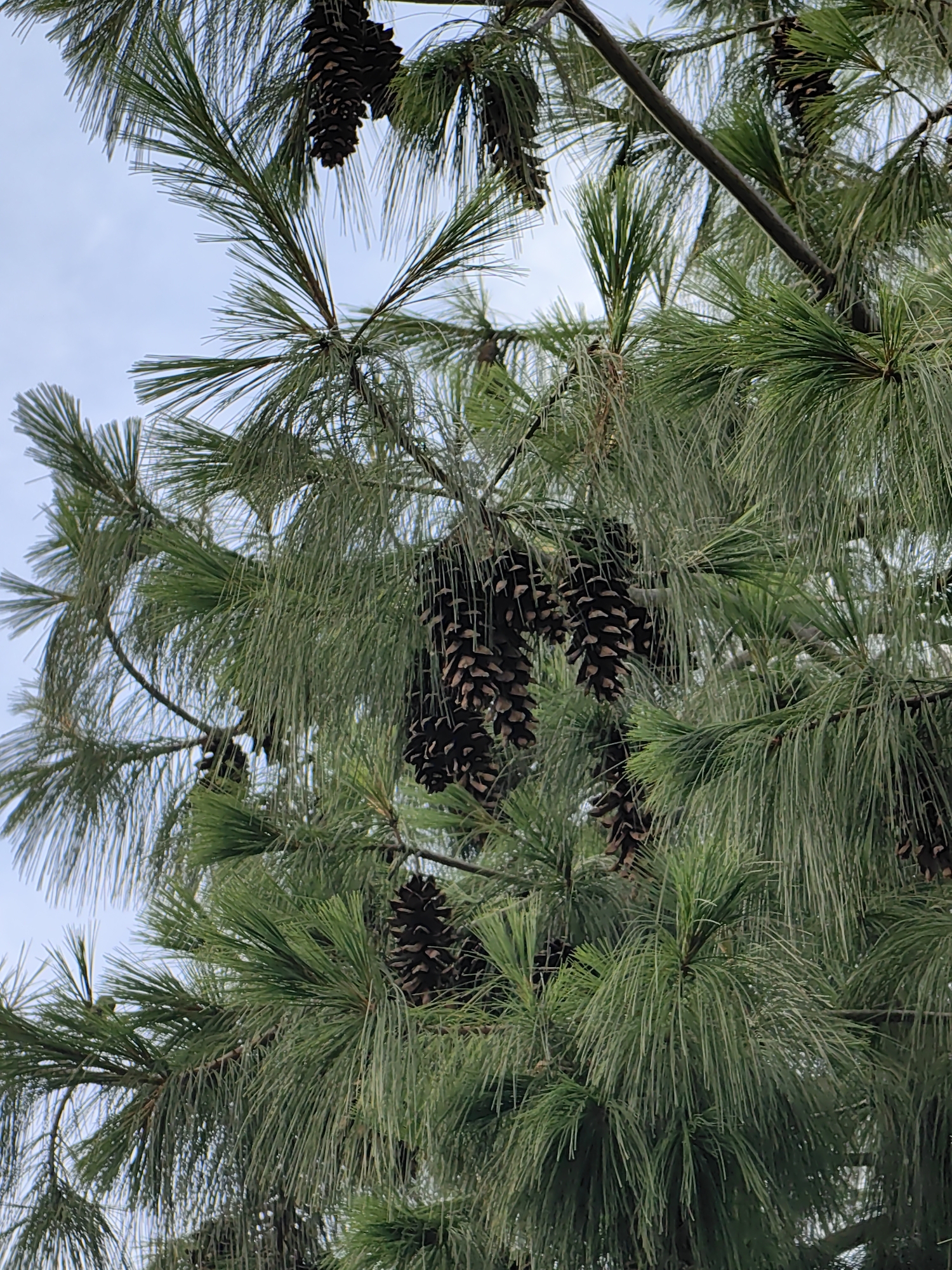 This media file shows a close-up view of a pine tree with numerous pinecones and long, green needles. The pinecones are dark brown and hang in clusters from the branches, some appearing quite large. The needles are thin and abundant, creating a dense canopy effect. The background is a pale blue sky, suggesting it is daytime. There are no people or visible text in the image. The scene is natural and outdoors, likely a forest or park setting. Given the location context of Sochi, Russia, this could be a typical scene of the local flora. The lighting suggests it's not direct sunlight, perhaps an overcast day or a shaded area.