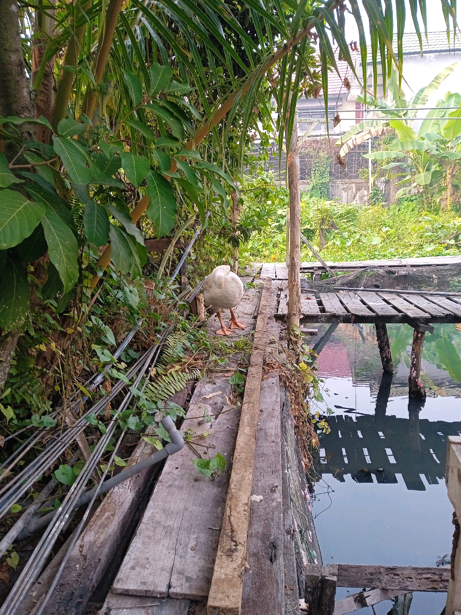 A white goose stands on a weathered wooden walkway next to a dark, reflective body of water in an outdoor setting. The goose, facing away from the camera, is positioned on the left side of the frame. The walkway is constructed from rough planks and appears to be elevated above the water, supported by wooden posts. Vegetation, including leafy plants and vines, grows along the edges of the walkway and in the background. Beyond the immediate scene, a building with a tiled roof and more lush greenery are visible. The water reflects the wooden structure and the surrounding environment, suggesting a still surface. The overall impression is one of a rustic, possibly semi-urban environment with natural elements. This scene is consistent with the informal waterfront areas found in Banjarmasin, Indonesia, where such wooden walkways and canals are common.