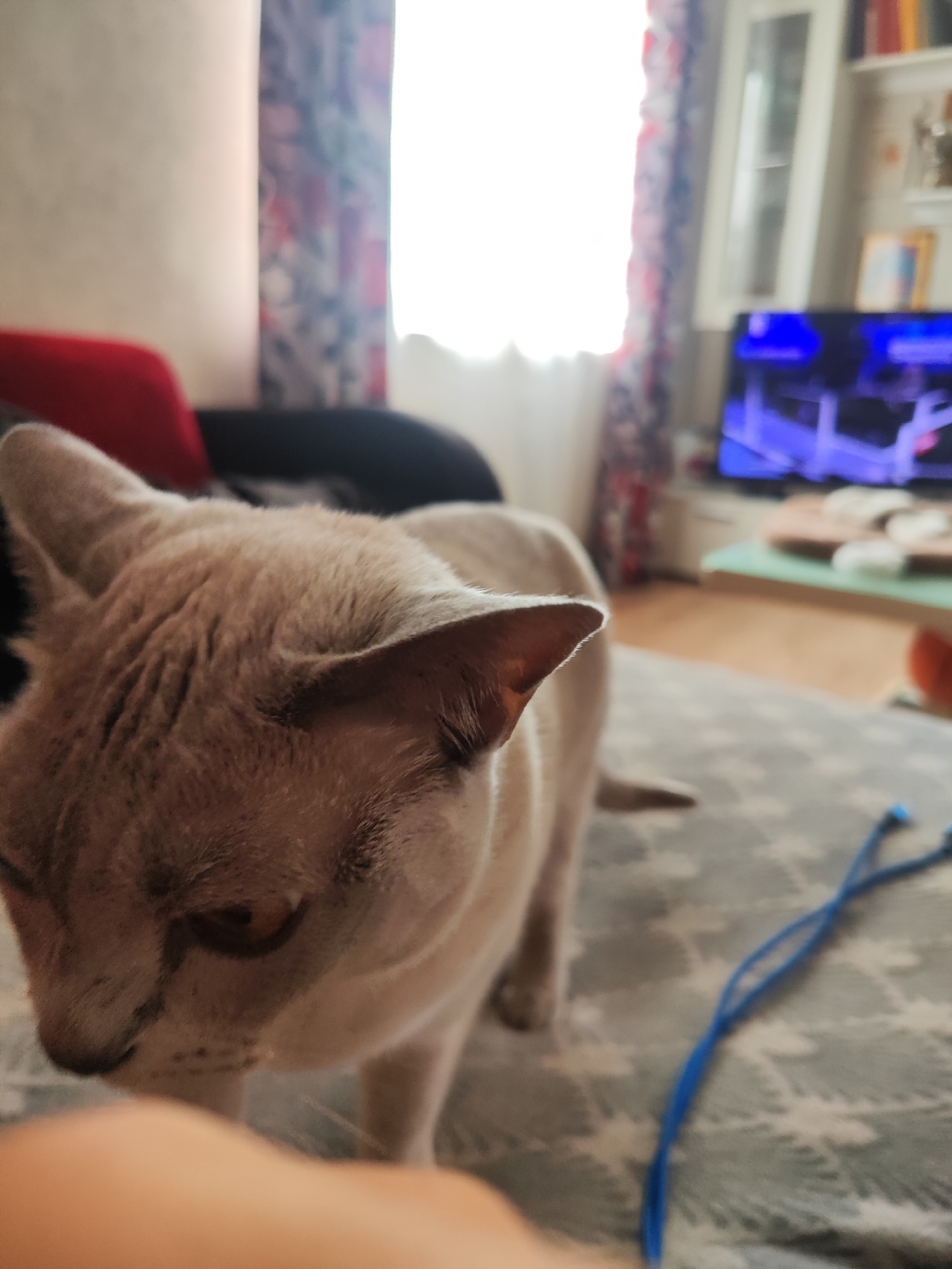 A light brown cat is the primary subject of this indoor scene. The cat is facing left, with its head lowered and its gaze directed downwards. Its ears are visible, and its fur appears soft and short. The cat is standing on a patterned surface, possibly a rug or blanket, which is predominantly gray with lighter patterns. A blue cord or string lies on the surface near the cat.
In the background, a window is visible, letting in bright light and partially obscured by curtains with a floral pattern. To the right of the window, a television screen displays a blue image, suggesting it is turned on. A bookshelf filled with books and decorative items is also present on the right side of the background, mounted on a wall. Furniture, including a red chair and a dark upholstered piece, is partially visible in the left side of the background. The overall environment appears to be a living space, likely a home. The image does not contain any information to place it in Gvardeysk, Russia.