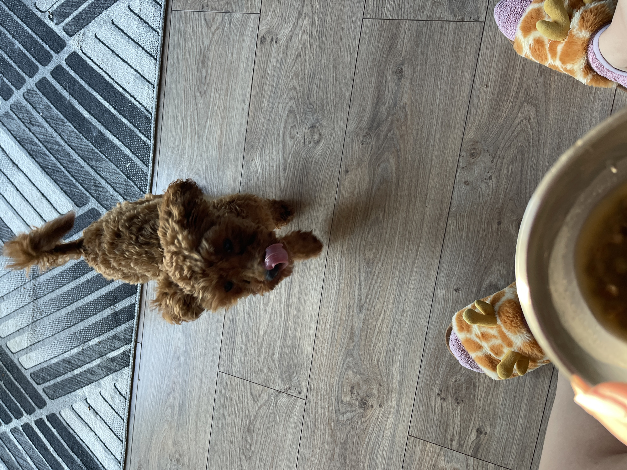A brown poodle is standing on a light-colored wooden floor next to a gray and white rug. The poodle is facing towards a person holding a bowl of food. The person is wearing giraffe-patterned slippers. The photo was taken indoors, possibly in a home. There is no indication of the image location being Sofia, Bulgaria.