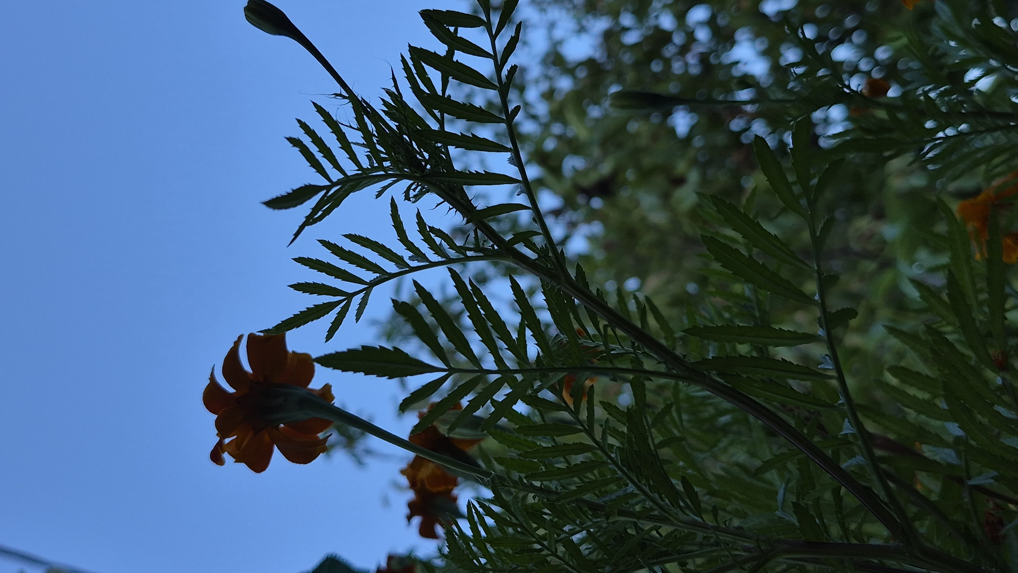 An underside shot of bright orange marigolds with serrated leaves and buds against a dark blue sky. The camera is looking up from ground level at a low angle toward the sky and the top of the marigold plant.