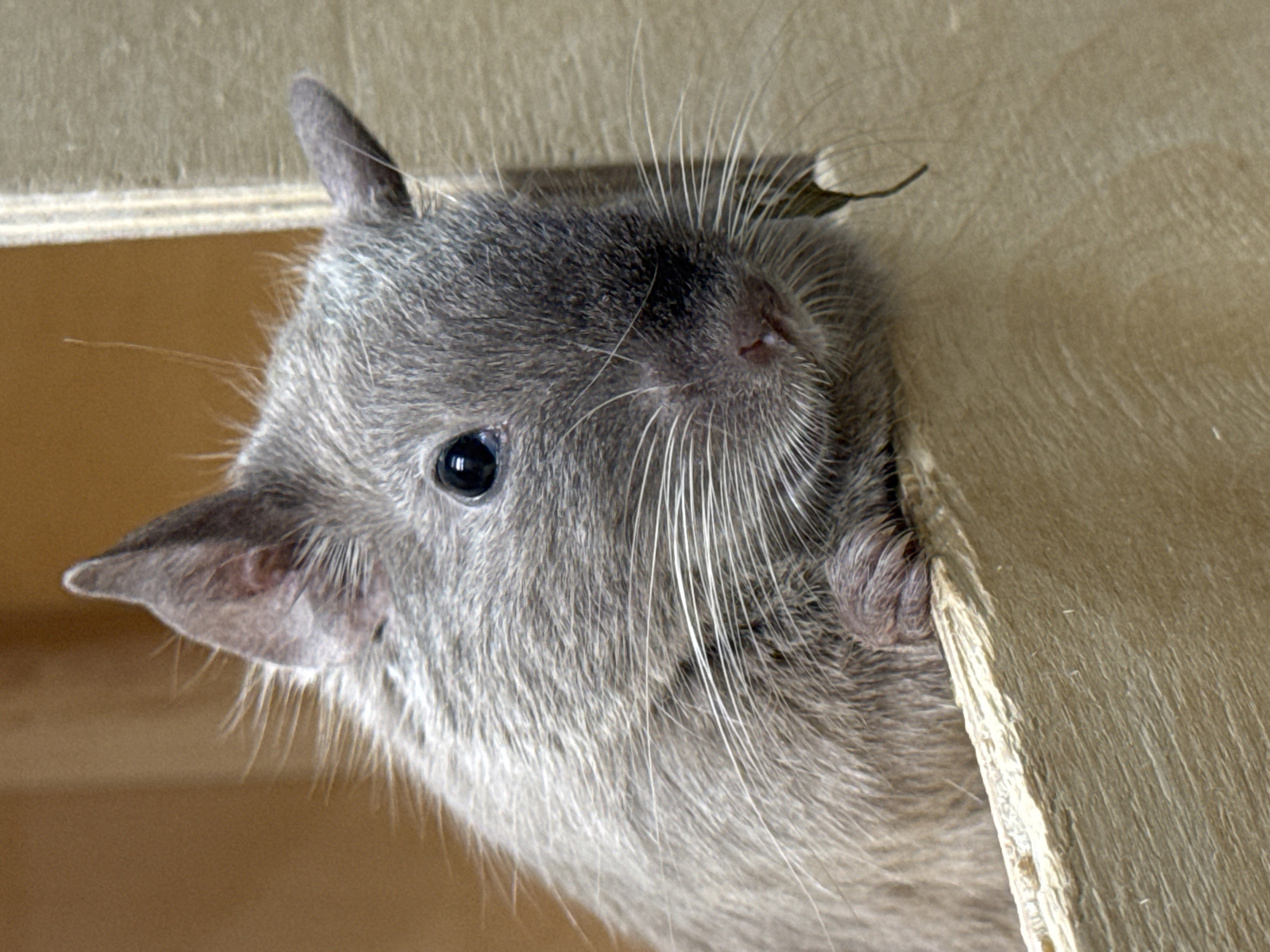 A gray rodent with large eyes and a pointed nose peeks out from behind a wooden structure. The rodent has long white whiskers. The location is not discernible as Perm, Russia or any other specific location, based on the provided image.