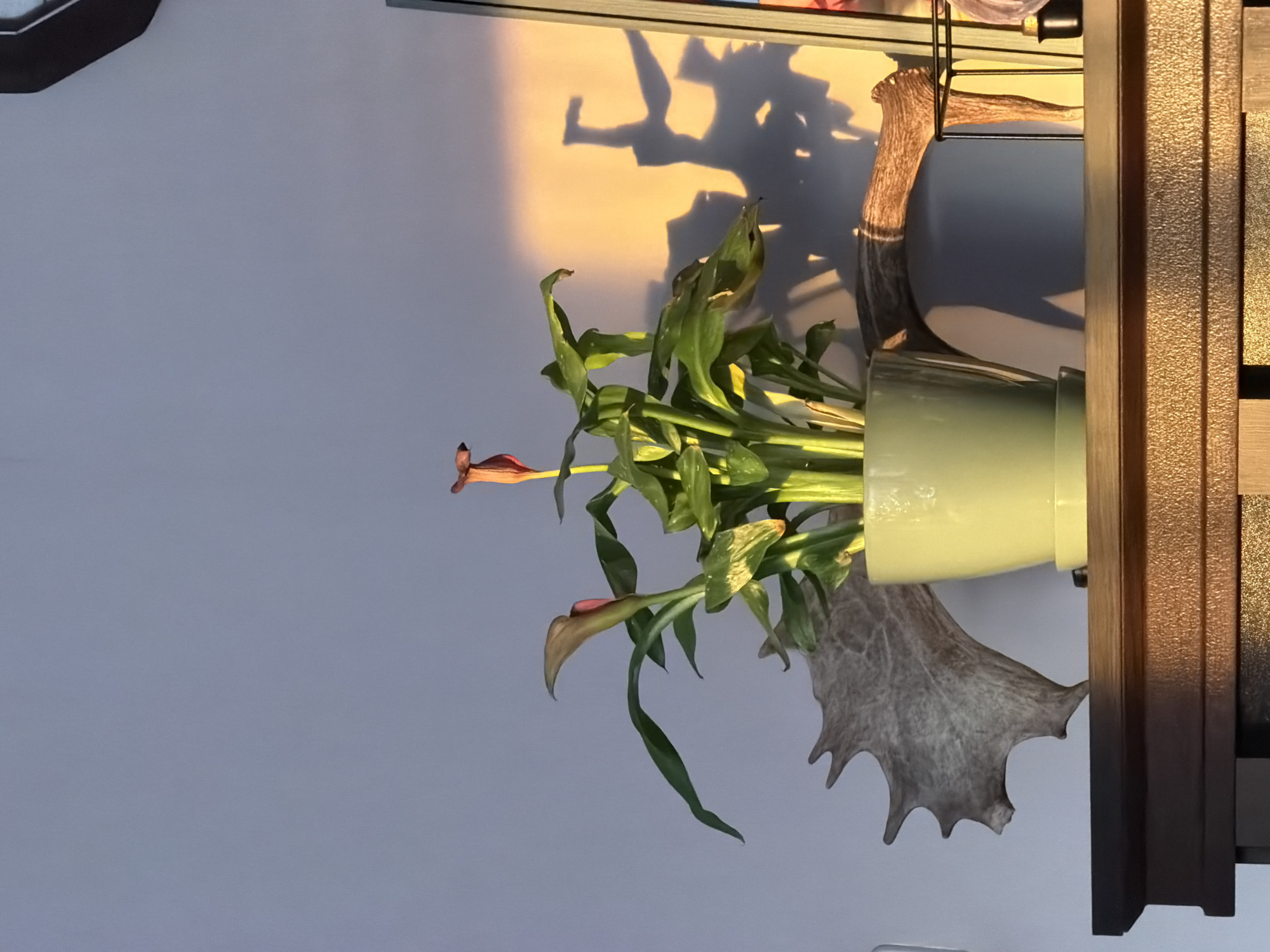 The image depicts a plant with green leaves and some brownish-red flowers in a light green pot. Behind the pot is a large, gray antler. The background is a light blueish-gray wall. There is a brown wooden frame on the right side of the image, and a faint shadow of an object is visible on the wall behind the plant. The location is unknown.