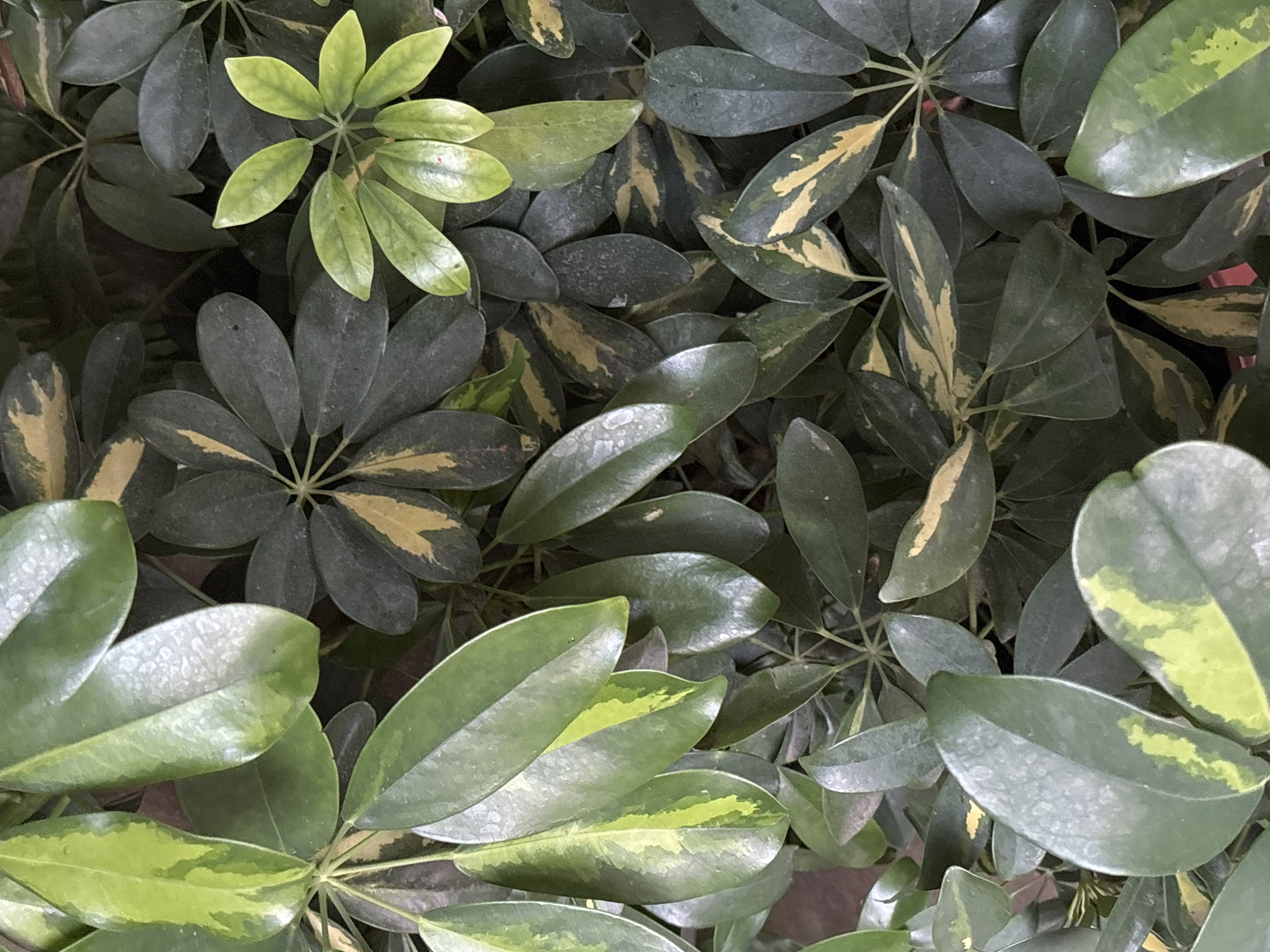 This is a close-up, eye-level, medium shot of a dense collection of Schefflera leaves, also known as umbrella trees, indoors. The lighting is diffused, creating soft shadows and highlighting the texture of the leaves. The foliage is varied in color, with some leaves being a deep green and others having variegation of yellow and lighter green. Some leaves have a speckled appearance, possibly due to water spots or dust. The overall impression is one of lush, indoor greenery. There is no visible indication of the city of Gurkovo, Bulgaria, or any outdoor environment.