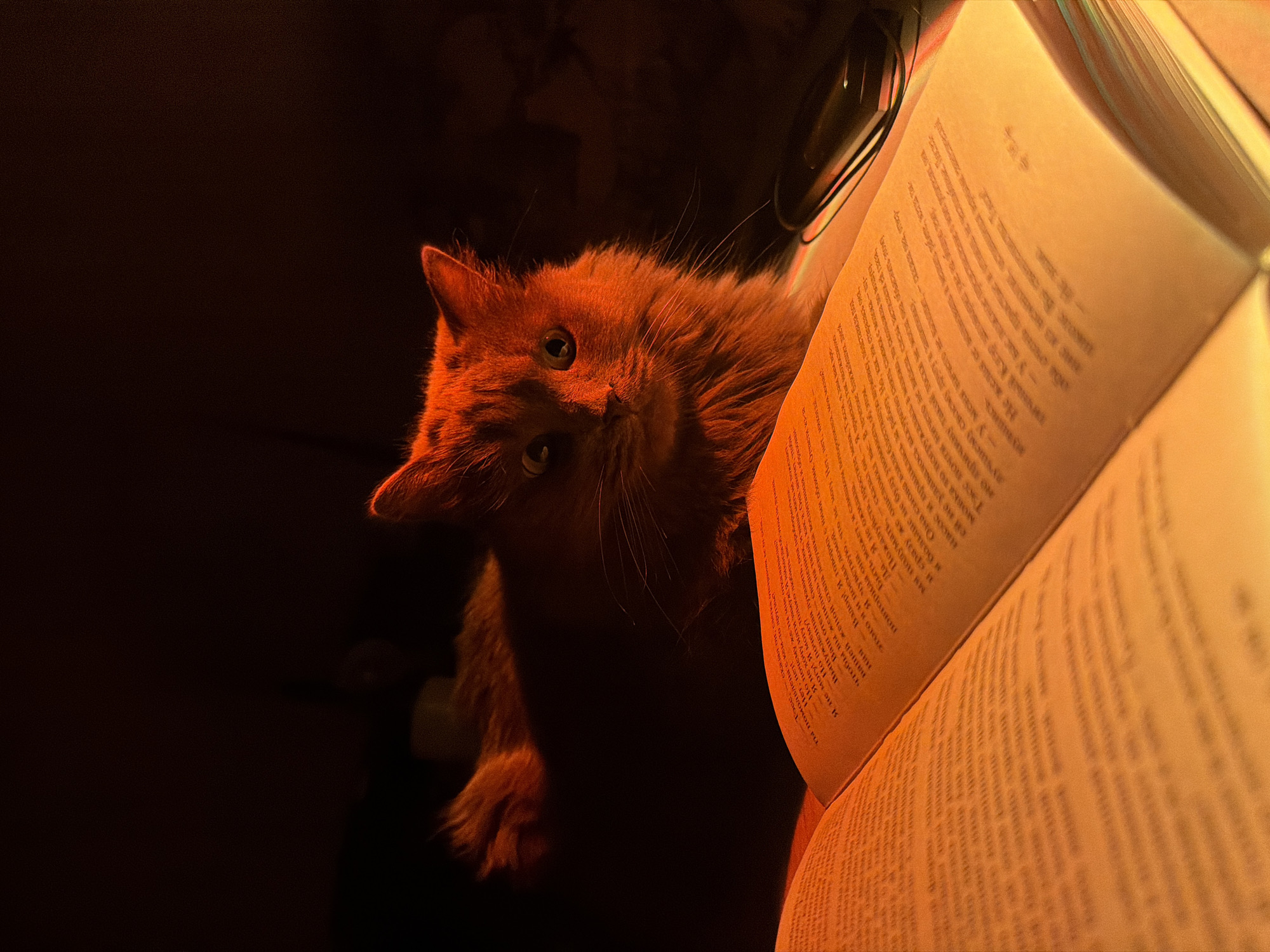 The image depicts a close-up of an orange cat lying near an open book. The cat is looking directly at the camera, and its fur is illuminated with a warm, orange light. The pages of the book are filled with text in a language that appears to be Russian. A lamp is situated behind the book, casting a warm glow. The background is dark and out of focus. There is no specific information about Chaikovsky, Russia, in the image.
