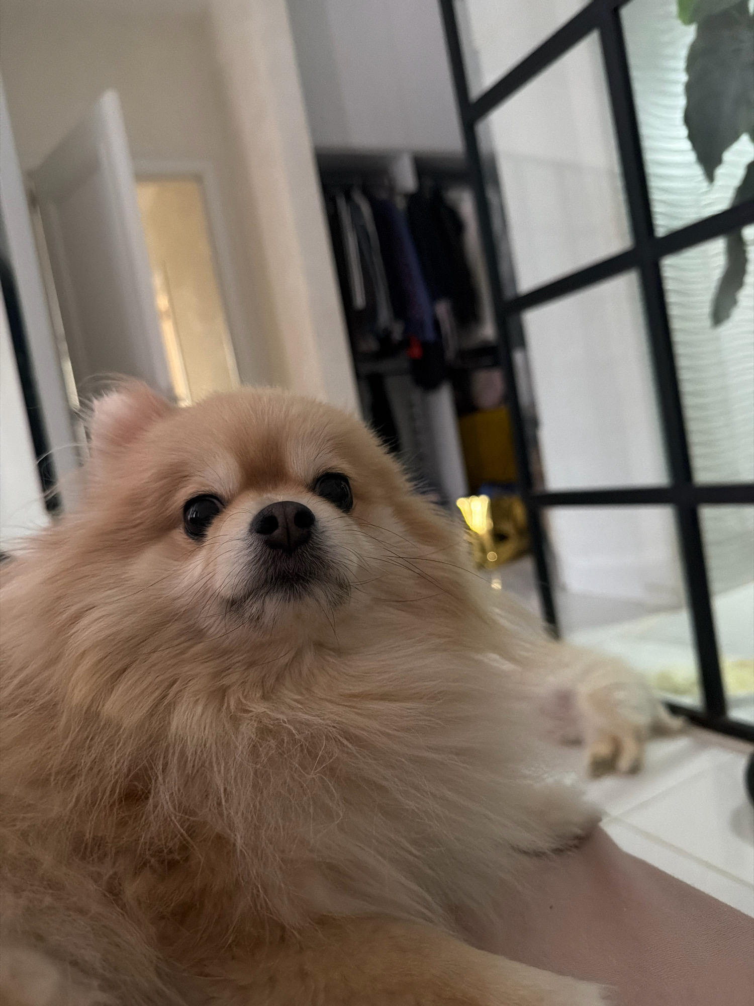 A close-up shot focuses on a light brown Pomeranian dog with dark eyes and a black nose, its fur appearing fluffy and thick. The dog is positioned in the foreground, partially obscuring a person's leg clad in pink fabric. In the background, a doorway is visible, leading to a hallway with light-colored walls. Further back, a black-framed glass partition separates the space, revealing a closet filled with clothing and a glimpse of a yellow object. The floor is tiled in white. The scene is indoors, likely in a residential setting in Tbilisi, Georgia.