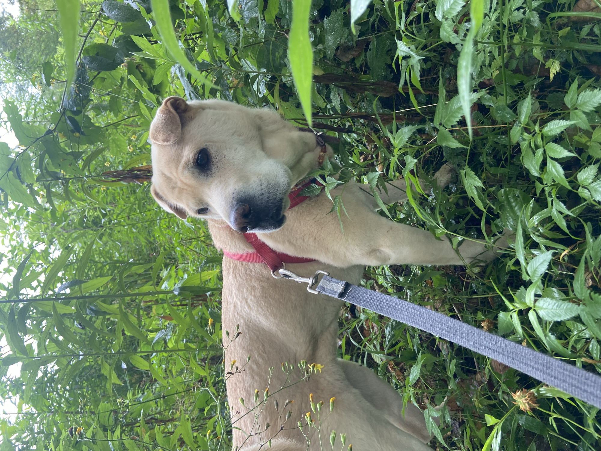 A light-colored dog with a red collar and a grey leash stands amidst dense green foliage. The dog, facing right, has its head turned slightly towards the viewer. The background consists of a profusion of green leaves and some small yellow flowers, suggesting an outdoor, natural setting. The image does not contain any information that can be used to determine its location in Lipniki, Russia.