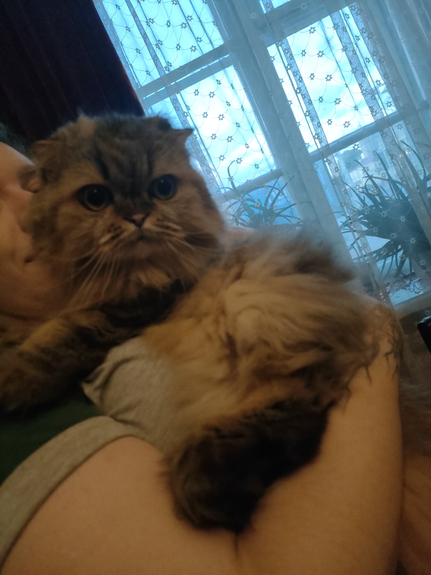 A fluffy, long-haired cat with wide, dark eyes is held by an unseen person. The cat is mostly brown and tan with darker tabby markings. Its ears appear to be folded. The cat is resting on the person's lap and arm, which are visible in the lower part of the frame. The background consists of a window covered by sheer, patterned curtains, through which the sky and some buildings can be seen. The window appears to be part of a residential building. The overall lighting is soft and somewhat dim. The scene is indoors. There are no visible indications of the city of Minsk, Belarus.