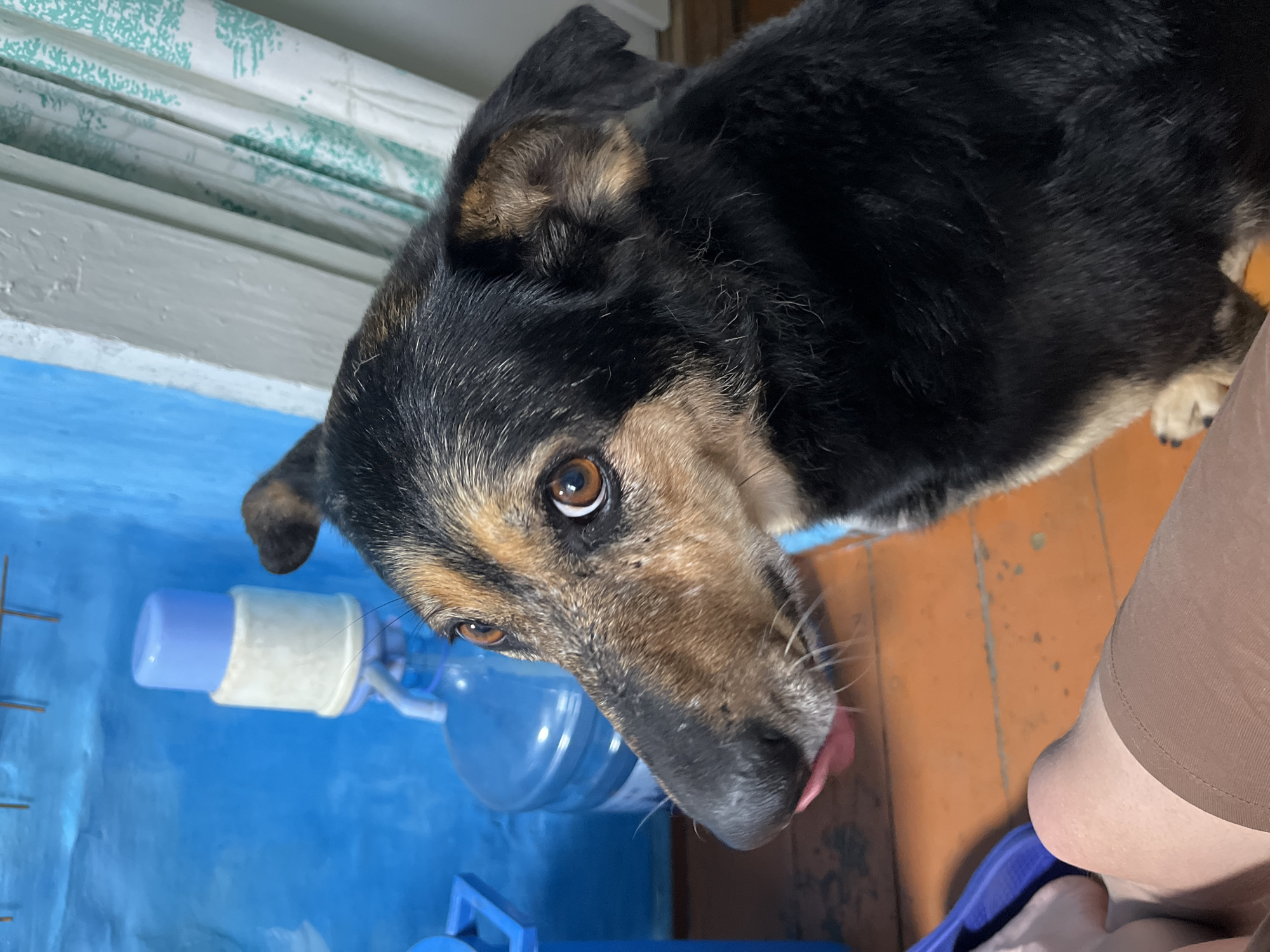 A medium-sized, black and tan mixed-breed dog sits on a worn, reddish-brown wooden floor, looking directly towards the viewer with an alert, curious expression. Its head is slightly tilted, revealing bright brown eyes and a wet black nose from which a pink tongue protrudes slightly. The dog's right ear is partially perked, while the left ear appears floppier. In the lower-left foreground, the bare knee and upper thigh of a person, wearing light brown hosiery or tights, are visible. The background features a vibrant blue painted wall on the left, against which a large, clear plastic water bottle equipped with a manual light blue and off-white pump is placed. To the right, a white painted wooden window frame is visible, partially obscured by a white curtain adorned with a repeating pattern of light green trees or foliage. The scene is set indoors, within what appears to be a residence in the city of Nizhny Tagil, Russia.