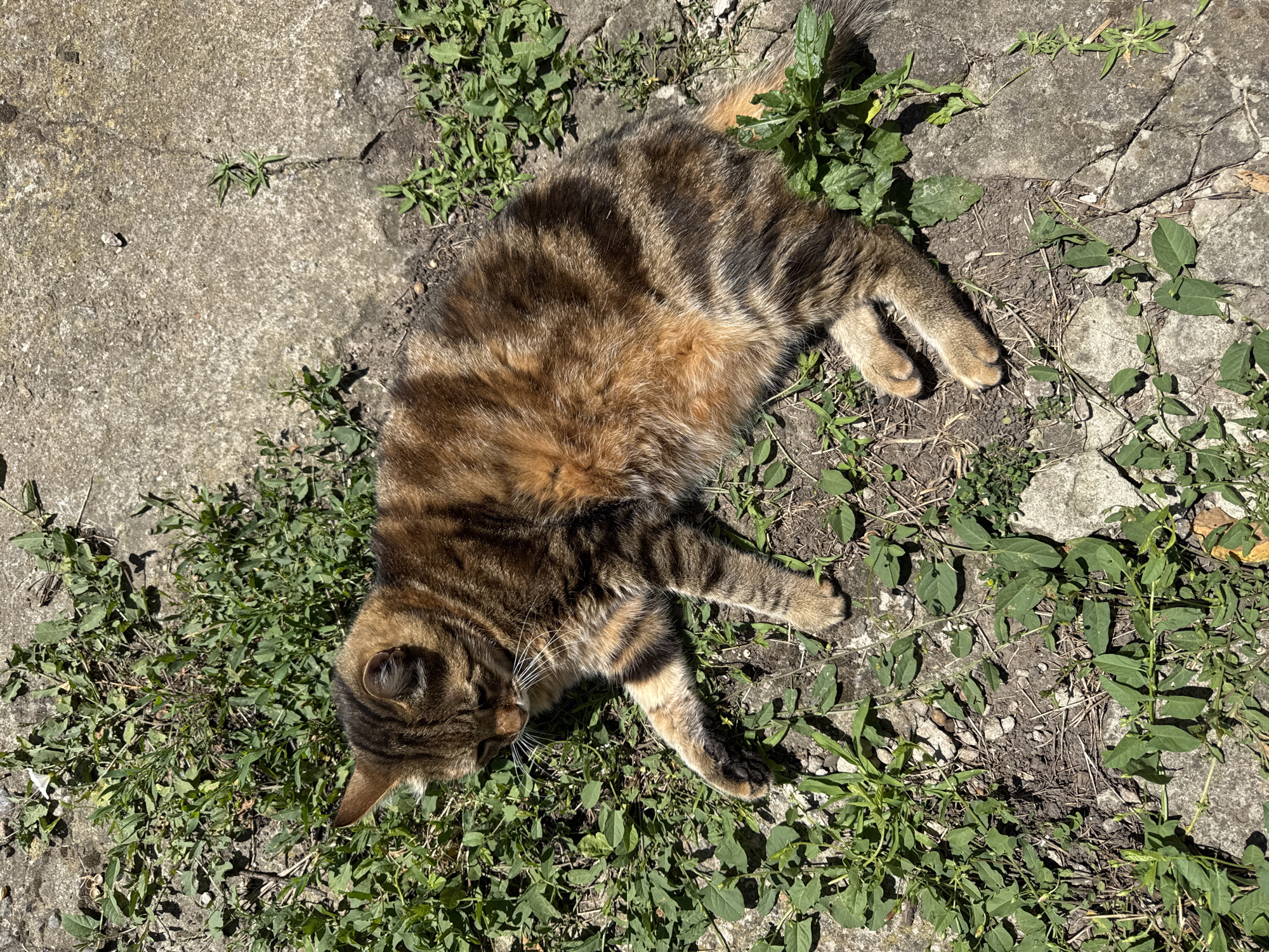The image shows a tabby cat lying on the ground in Rozdilna, Ukraine. The cat is mostly on the grass, with its body extending onto a concrete surface. The cat is lying on its side with its paws extended. The ground is covered with patchy green grass and broken concrete. The lighting suggests it is daytime. There are no people visible in the image.