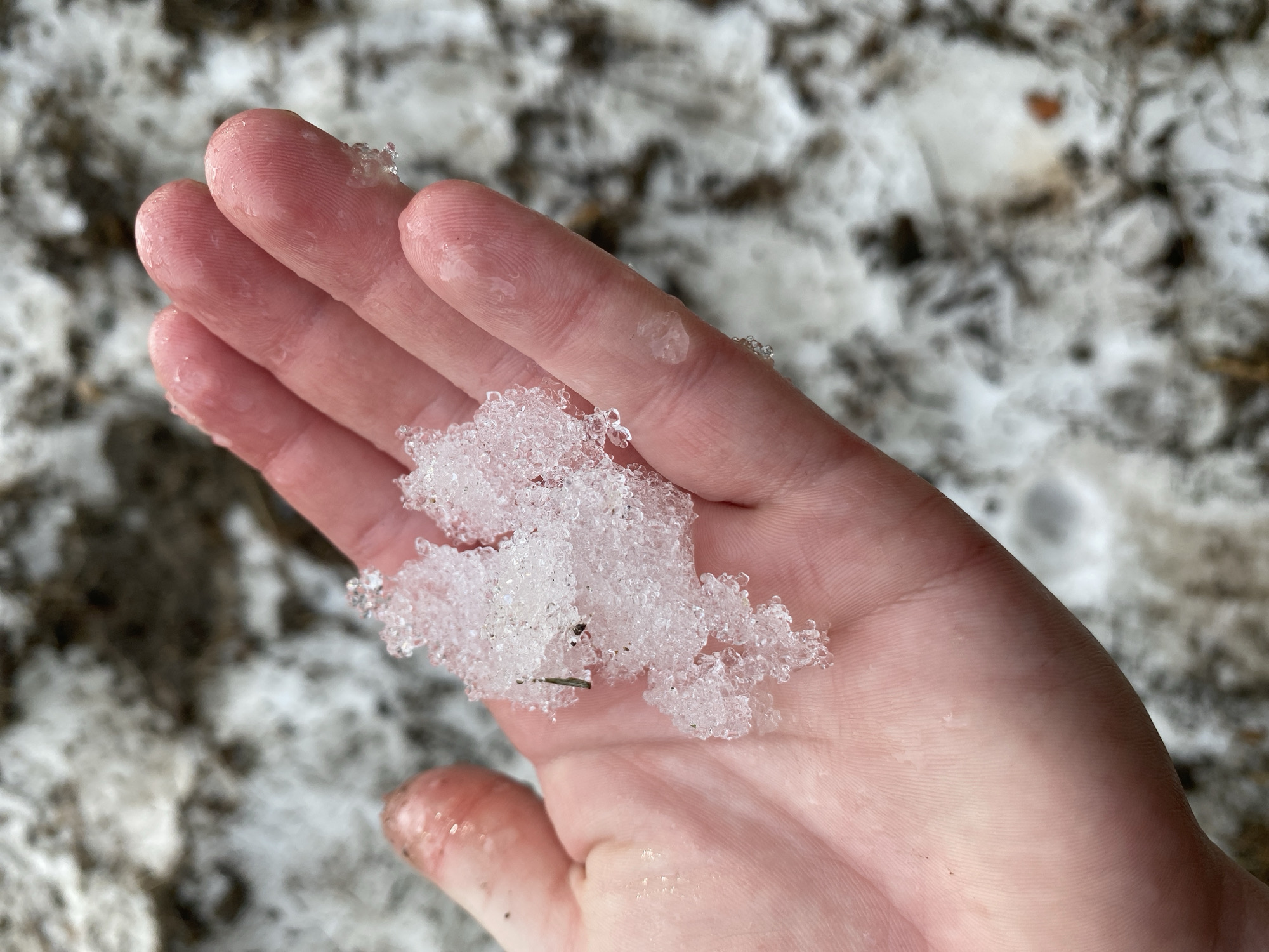 A human hand holds a clump of snow. The snow is partially melting and contains a small piece of debris resembling a pine needle. The background is blurred, showing a mix of snow and organic material. The photo does not show a location in Votkinsk, Russia, or any other specific location.