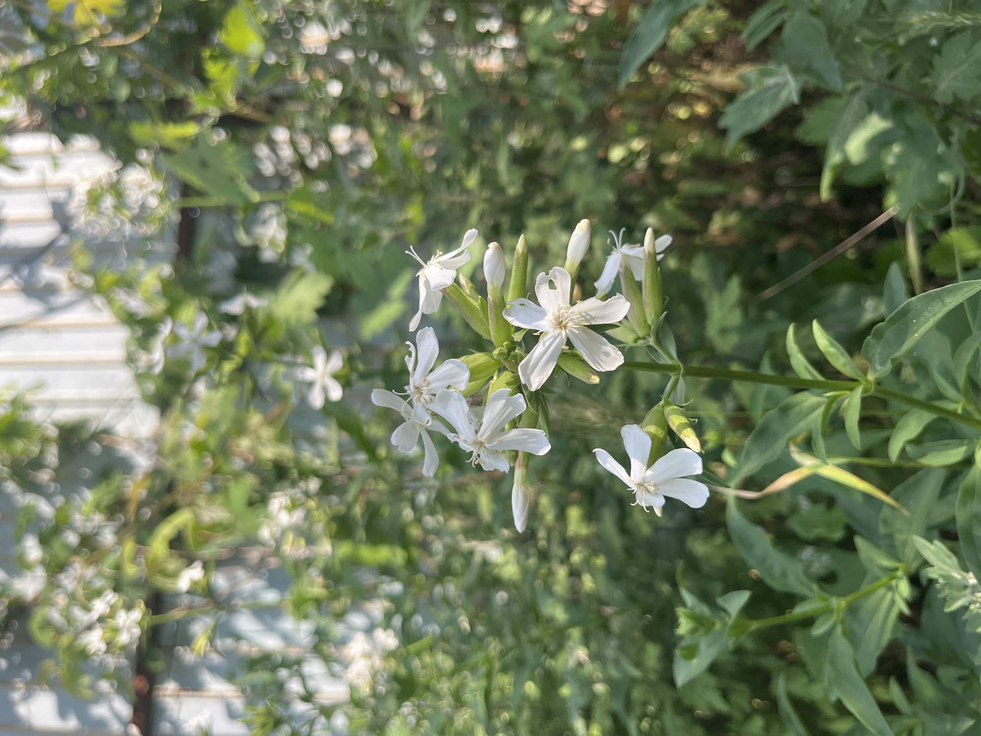 A vertical, close-up shot features a cluster of white, star-shaped flowers with delicate petals and visible stamens. The flowers are on thin green stems, some with closed buds. They are positioned in the foreground and center of the frame. The background is a soft blur of green foliage and a light-colored corrugated fence, suggesting an outdoor, possibly garden setting. Sunlight casts dappled shadows on the scene, creating a bright, natural ambiance. The overall impression is one of natural beauty and tranquility.
