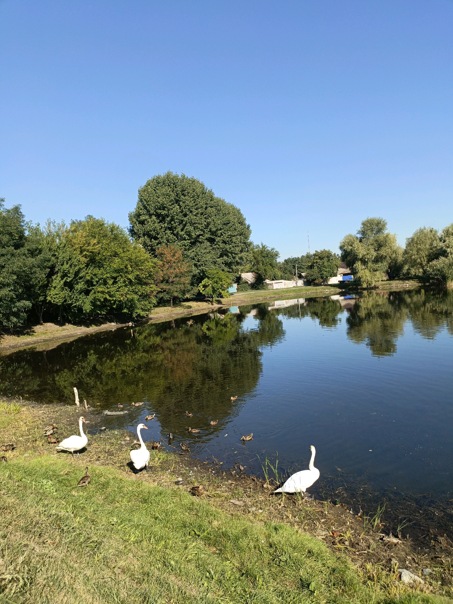 The image depicts a tranquil lake scene on a sunny day, likely within the city of Kremenchuk, Ukraine, given the characteristic greenery and modest buildings in the background. In the foreground, a grassy bank slopes down to the dark, reflective water. Several white swans are present: two are standing on the grassy bank near the water's edge, and another is partially in the water, facing left. Numerous brown ducks are scattered on the bank and in the water. The lake itself is calm, mirroring the lush green trees and blue sky above. The background reveals a line of houses and trees, suggesting a residential or park area. The overall atmosphere is peaceful and natural.