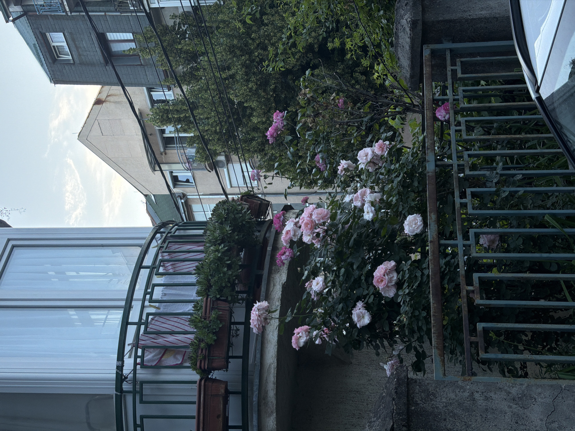 A street scene, seemingly in Palilula Urban Municipality, Serbia, shows a variety of objects and flora. The composition is dominated by flowering bushes with pink and white roses situated near a weathered, green metal fence. In the background, there are buildings with architectural details, including windows and balconies. Planters containing greenery are visible on the balconies. Power lines run across the upper part of the frame. The color palette is muted, with a mix of greens, grays, and pale pinks. A section of a car's rear side is also visible on the right side of the picture.