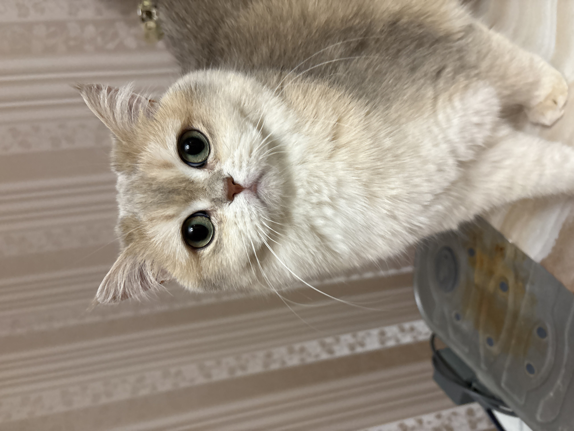 A beige and white cat with green eyes looks at the camera. The cat is lying down on what appears to be a striped surface. In the lower right corner of the image, part of an ironing board is visible. The location is not discernible from the image, and therefore it is not possible to confirm it is in Chaikovsky, Russia.