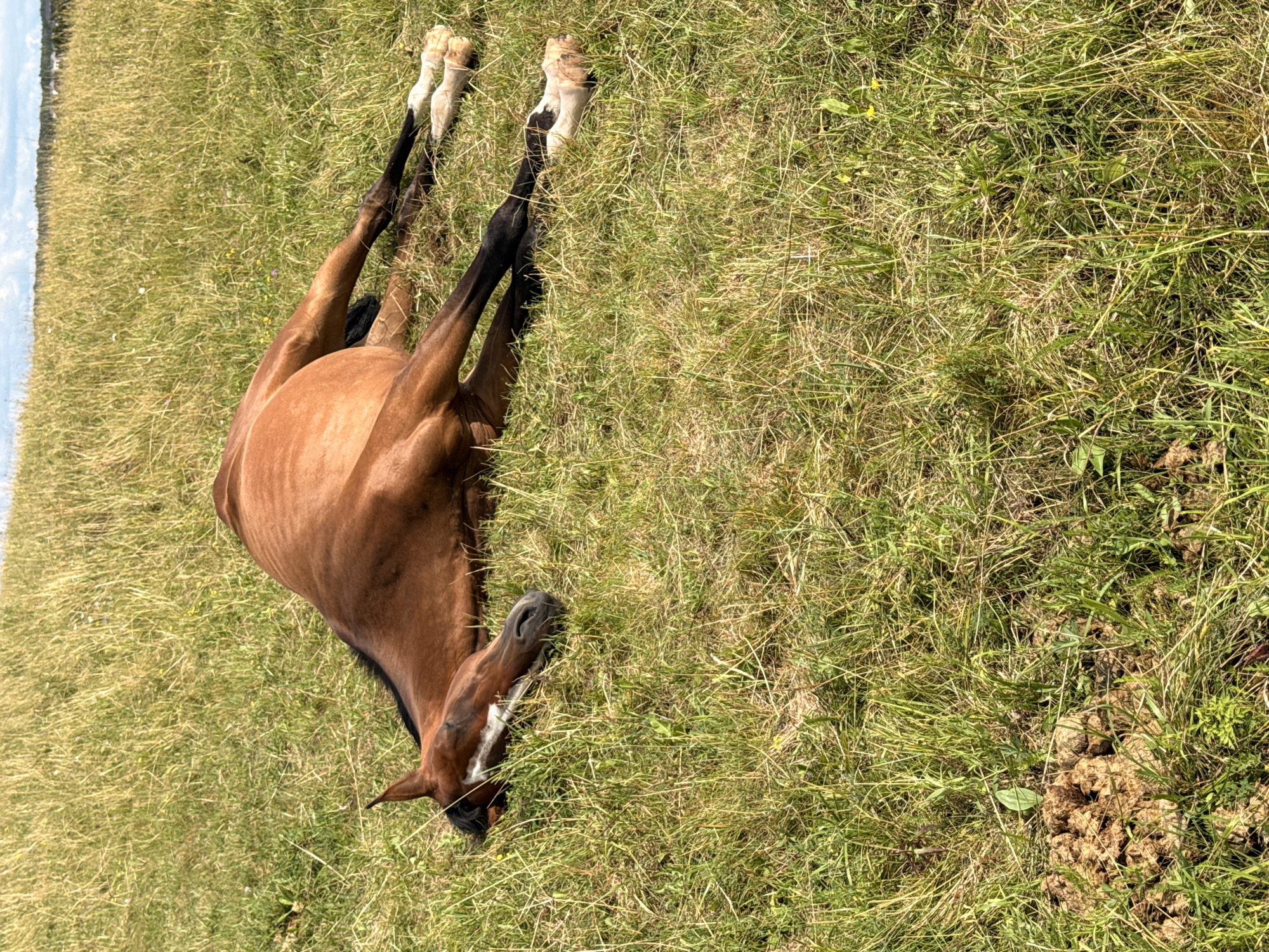 A brown horse is lying on its side in a grassy field. The horse appears to be relaxed, with its head resting on the ground and its legs stretched out. The field is covered in tall, dry grass, with a few scattered wildflowers. In the distance, there are trees and a slightly overcast sky. The image was taken on a sunny day, likely in the city of Galinė, Lithuania.