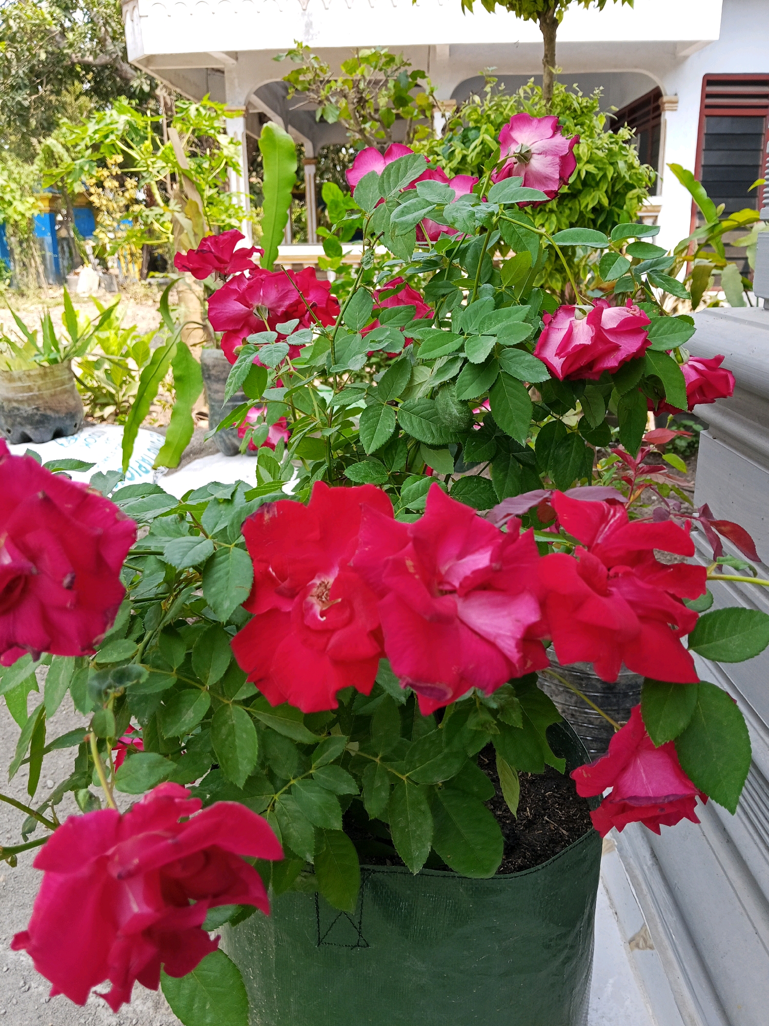 The image shows a close-up of a potted rose bush with vibrant red and pink blooms. The bush is planted in a dark green fabric pot, which sits on a concrete surface. Lush green leaves surround the flowers. In the background, a white building with arched openings and a tiled roof is visible, suggesting an outdoor setting. To the left, there are other plants and what appears to be recycled plastic bottles, indicating a residential or garden area. The scene is illuminated by natural sunlight, casting soft shadows. The overall impression is a still life of a blooming rose bush in a semi-urban or suburban environment. Without further information, the specific location within Wates, Indonesia, cannot be determined, but the architectural style and vegetation are consistent with a tropical or subtropical climate.