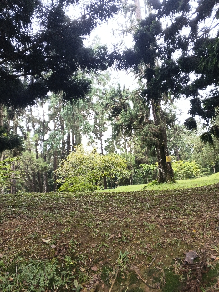 The scene depicts a wooded area in the city of Tah, Vietnam. The foreground consists of an upward-sloping ground, sparsely covered with green grass, brown leaves, and patches of exposed soil. In the midground, a gentle green grassy slope leads to a diverse collection of trees. A prominent large evergreen tree with dark bark and extensive dark green foliage stands in the mid-right, featuring a small, rectangular yellow sign affixed to its trunk. The background is dominated by a dense arrangement of tall evergreen trees with dark green needles, forming a thick canopy. Lighter green, smaller trees are interspersed among the evergreens. Overhead, the dark, dense branches and foliage of large trees frame the top of the scene against a diffused, bright sky. No individuals, animals, or specific actions are present.